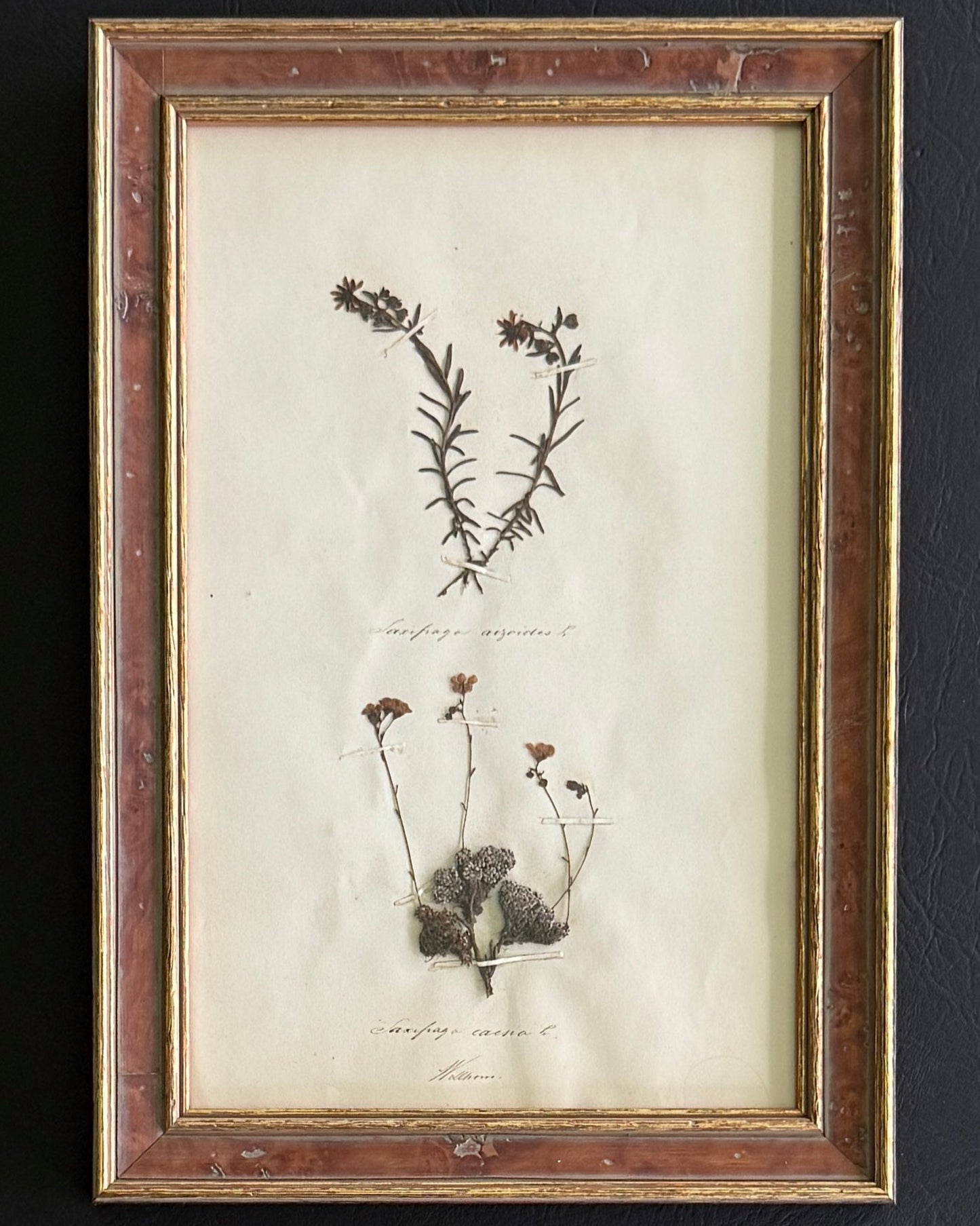 Swiss Pressed Botanical from 1863 in Custom Frame (A)