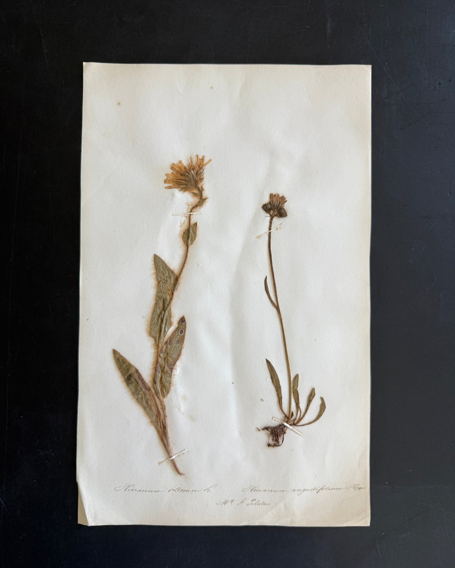 Antique Pressed Flower Herbarium Page - Swiss Botanical Specimen (1863) (C)