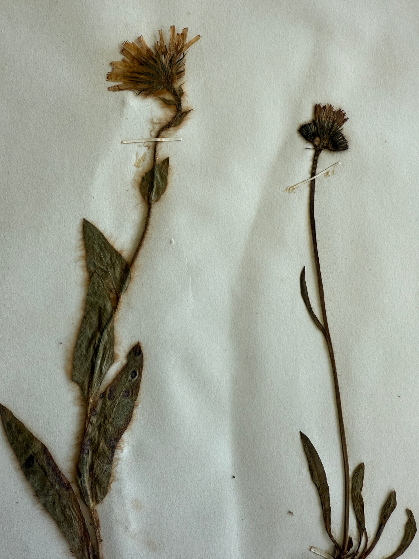 Antique Pressed Flower Herbarium Page - Swiss Botanical Specimen (1863) (C)