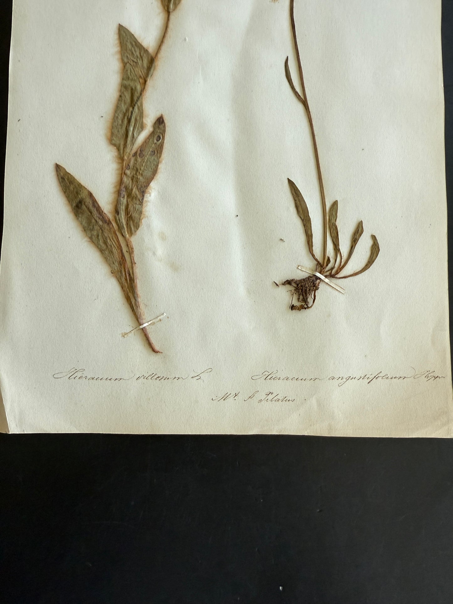 Antique Pressed Flower Herbarium Page - Swiss Botanical Specimen (1863) (C)