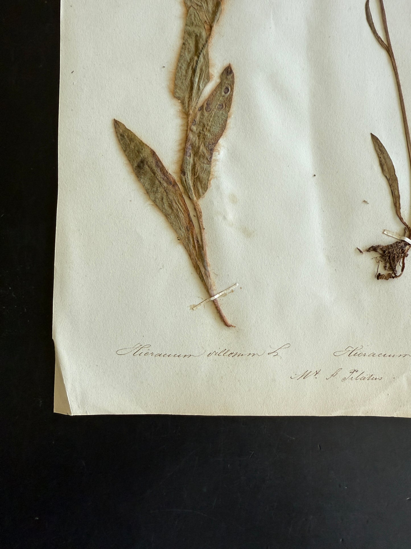 Antique Pressed Flower Herbarium Page - Swiss Botanical Specimen (1863) (C)