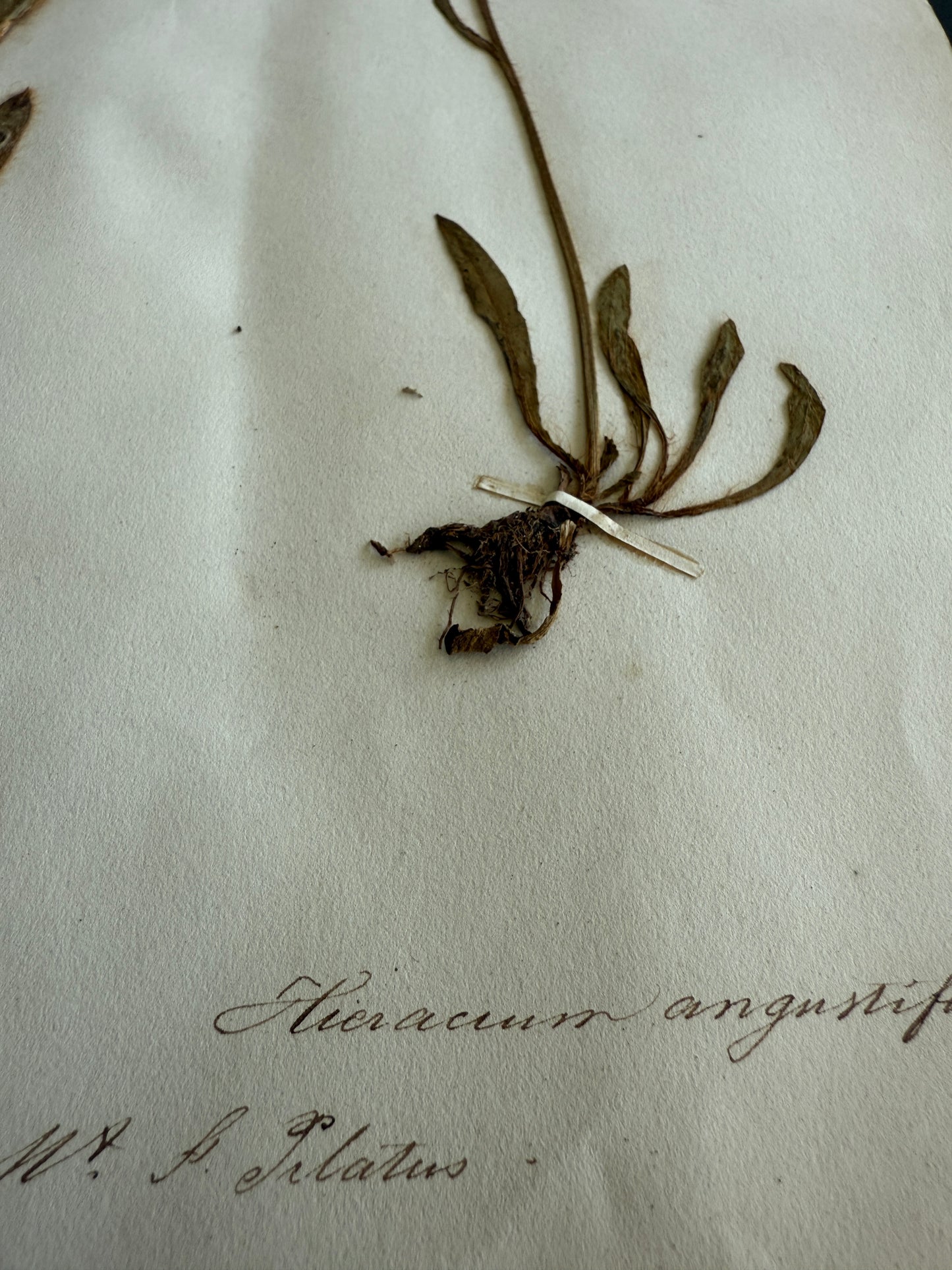 Antique Pressed Flower Herbarium Page - Swiss Botanical Specimen (1863) (C)