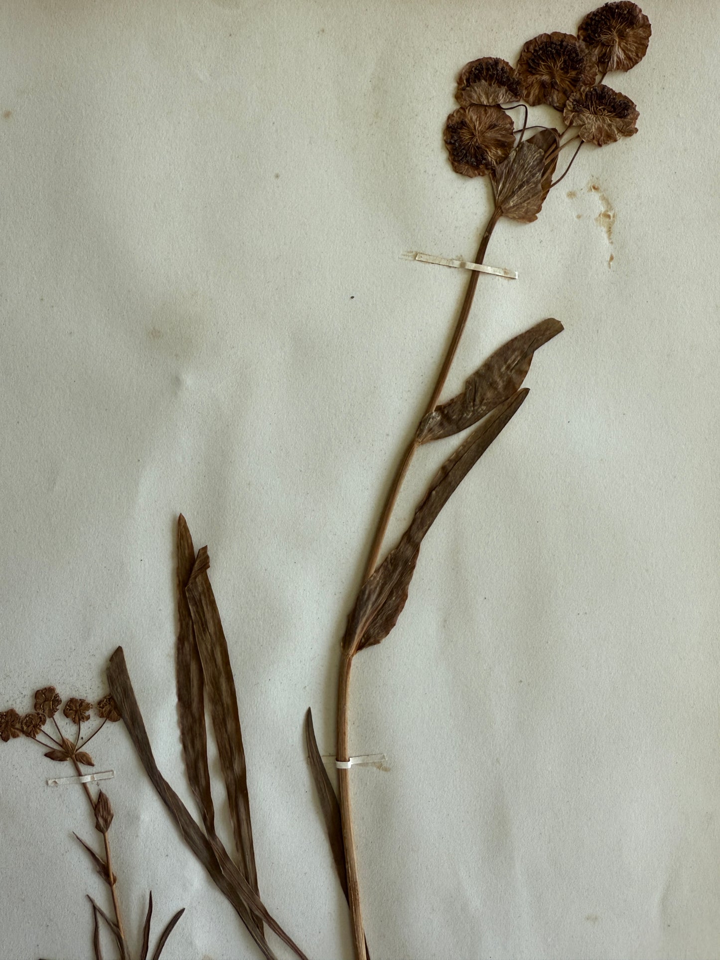 Antique Pressed Flower Herbarium Page - Swiss Botanical Specimen (1863) (B)