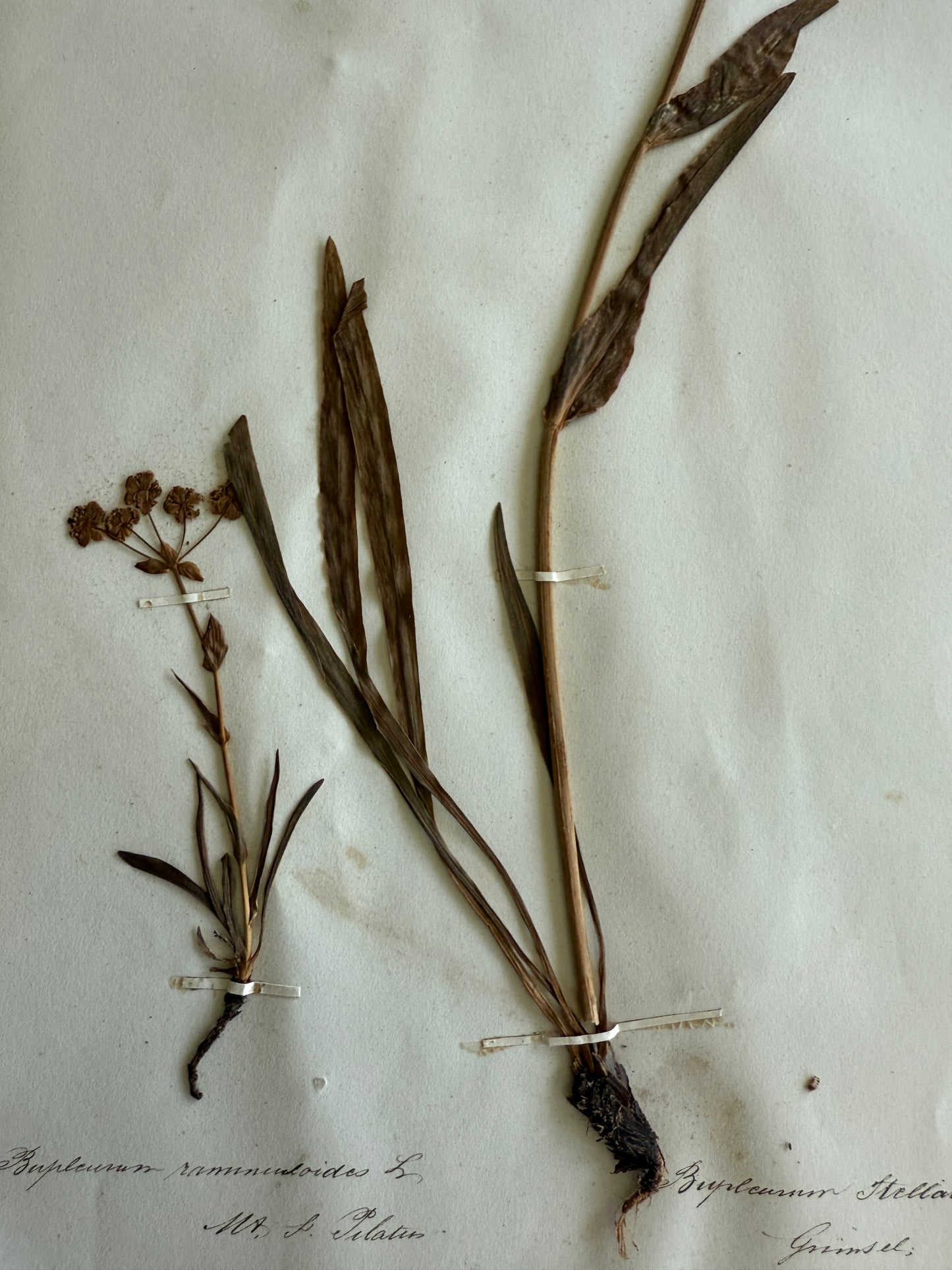 Antique Pressed Flower Herbarium Page - Swiss Botanical Specimen (1863) (B)