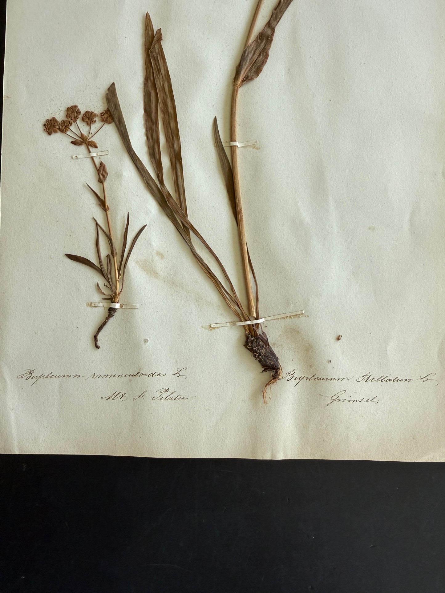 Antique Pressed Flower Herbarium Page - Swiss Botanical Specimen (1863) (B)