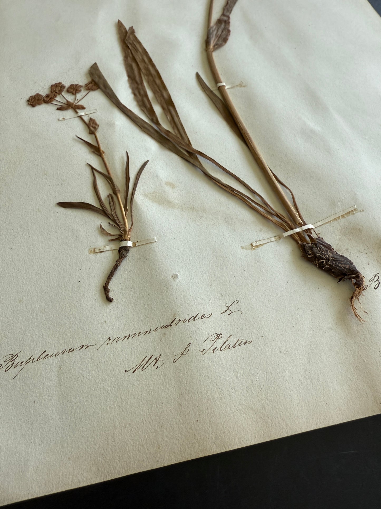 Antique Pressed Flower Herbarium Page - Swiss Botanical Specimen (1863) (B)