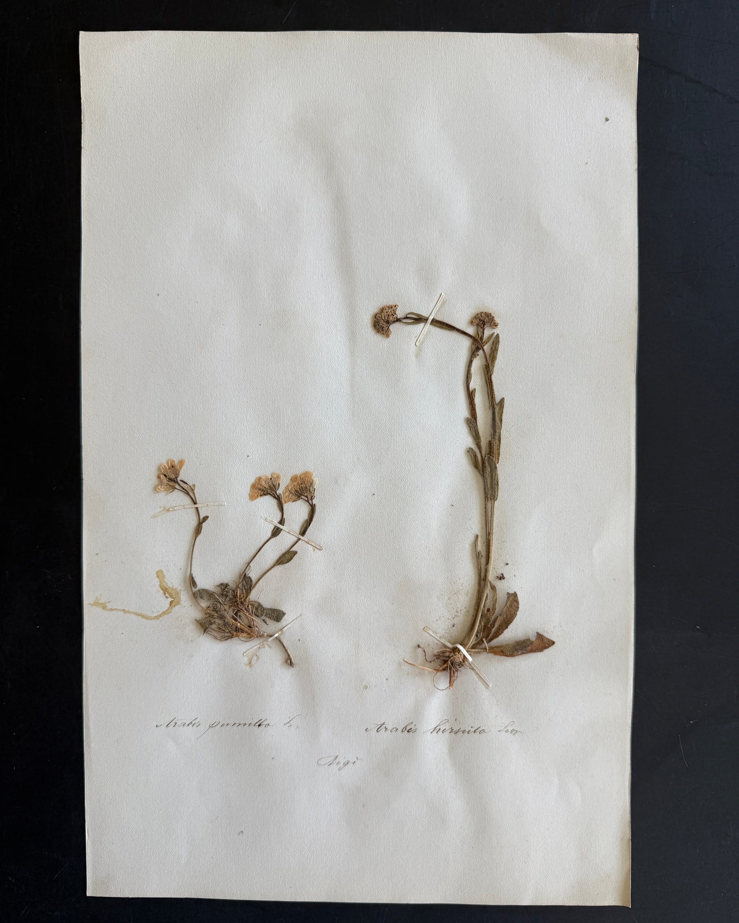Antique Pressed Flower Herbarium Page - Swiss Botanical Specimen (1863) (F)