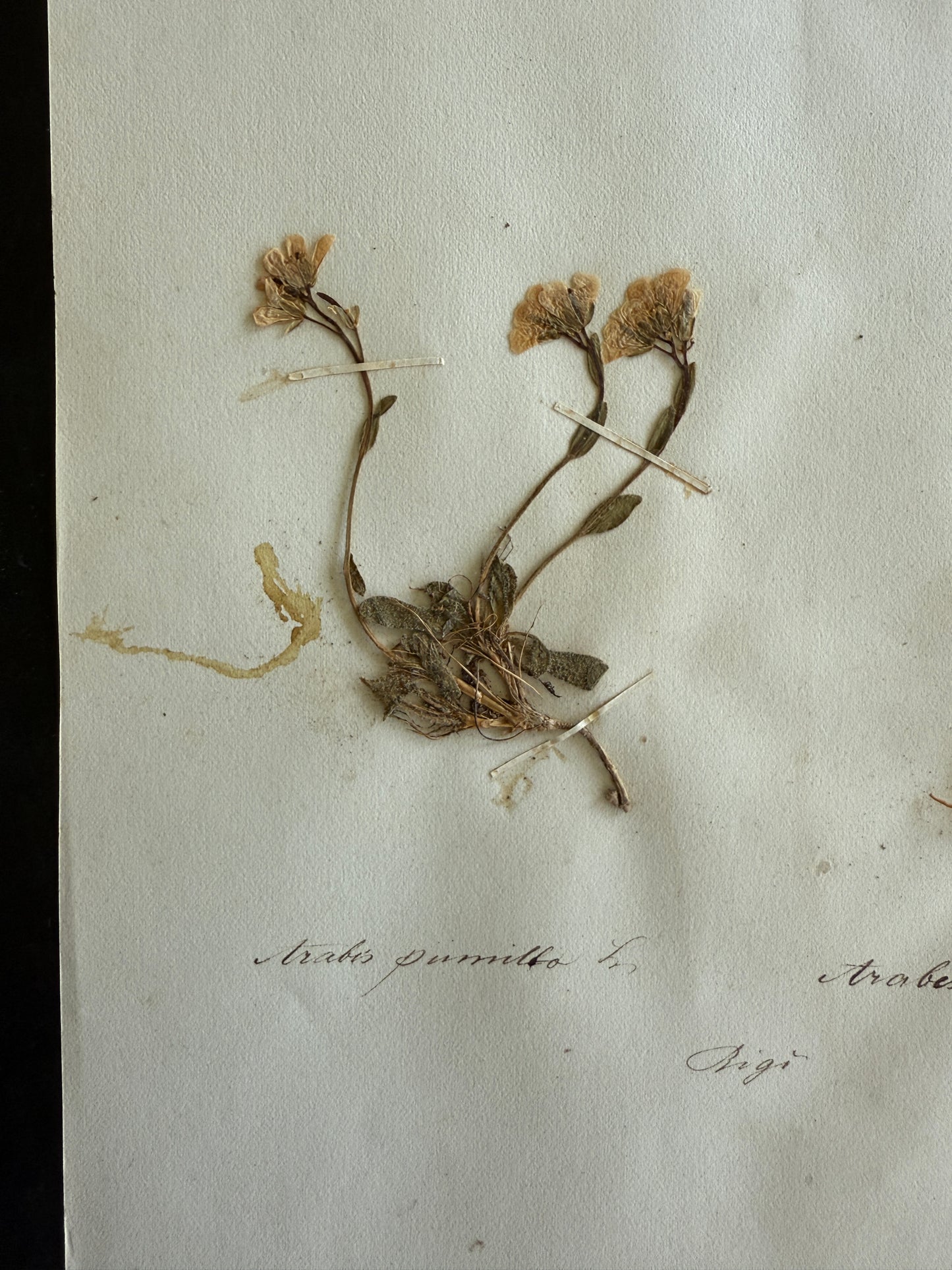 Antique Pressed Flower Herbarium Page - Swiss Botanical Specimen (1863) (F)