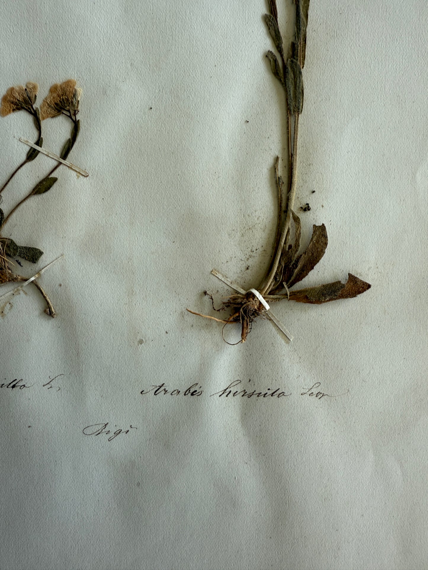 Antique Pressed Flower Herbarium Page - Swiss Botanical Specimen (1863) (F)