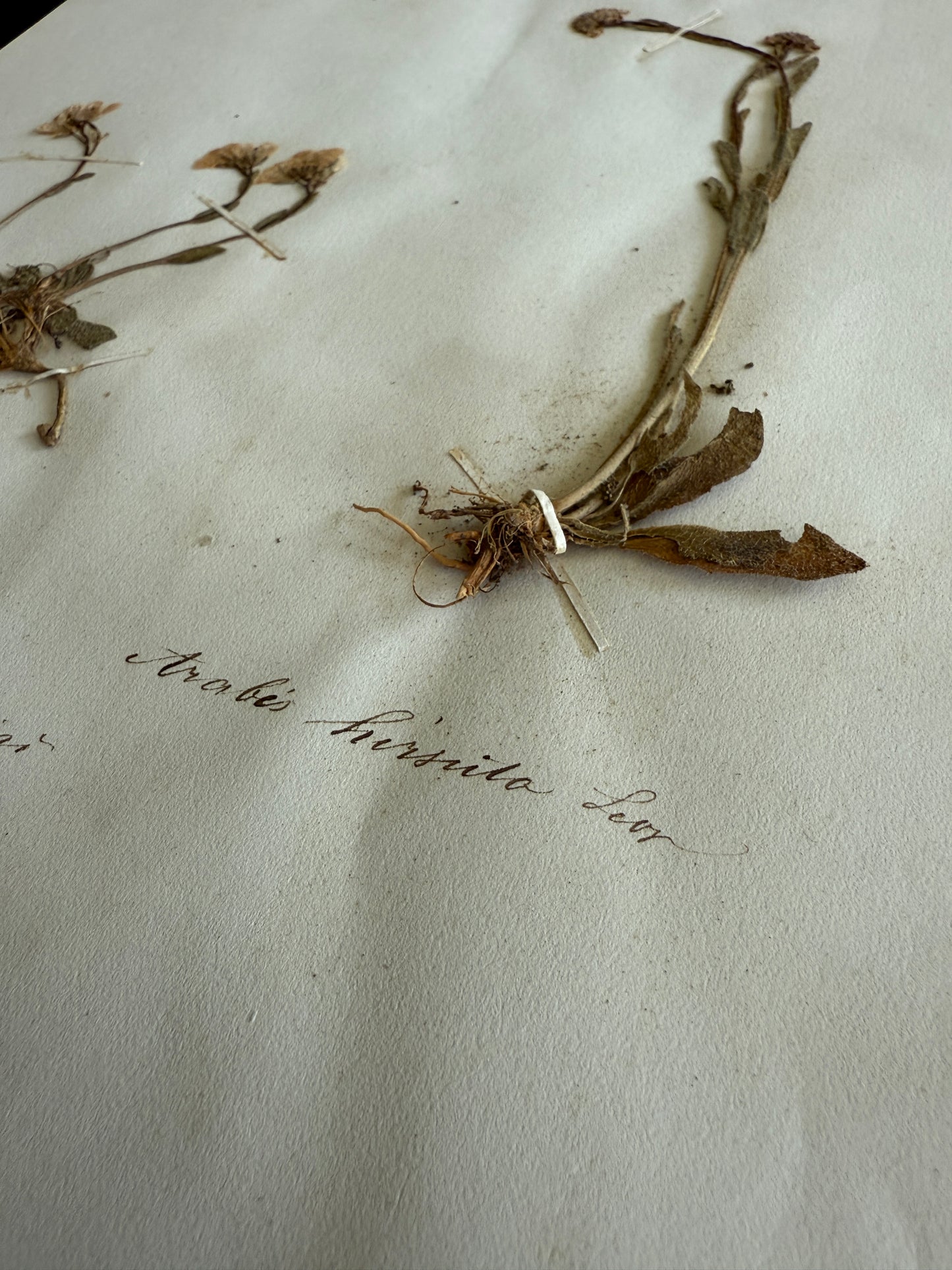 Antique Pressed Flower Herbarium Page - Swiss Botanical Specimen (1863) (F)