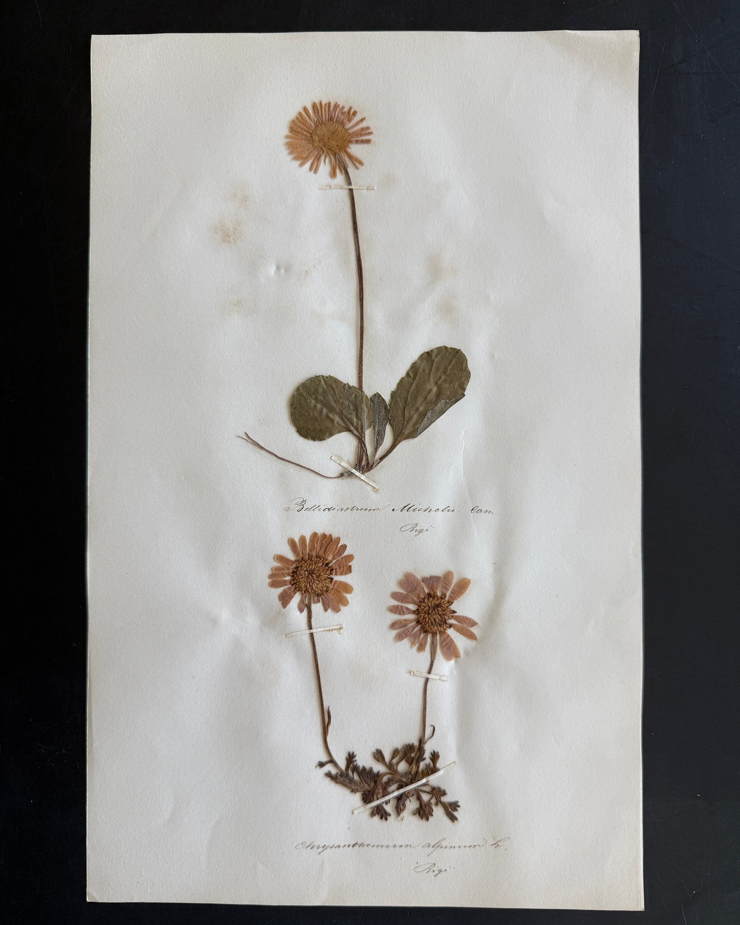Antique Pressed Flower Herbarium Page - Swiss Botanical Specimen (1863) (E)