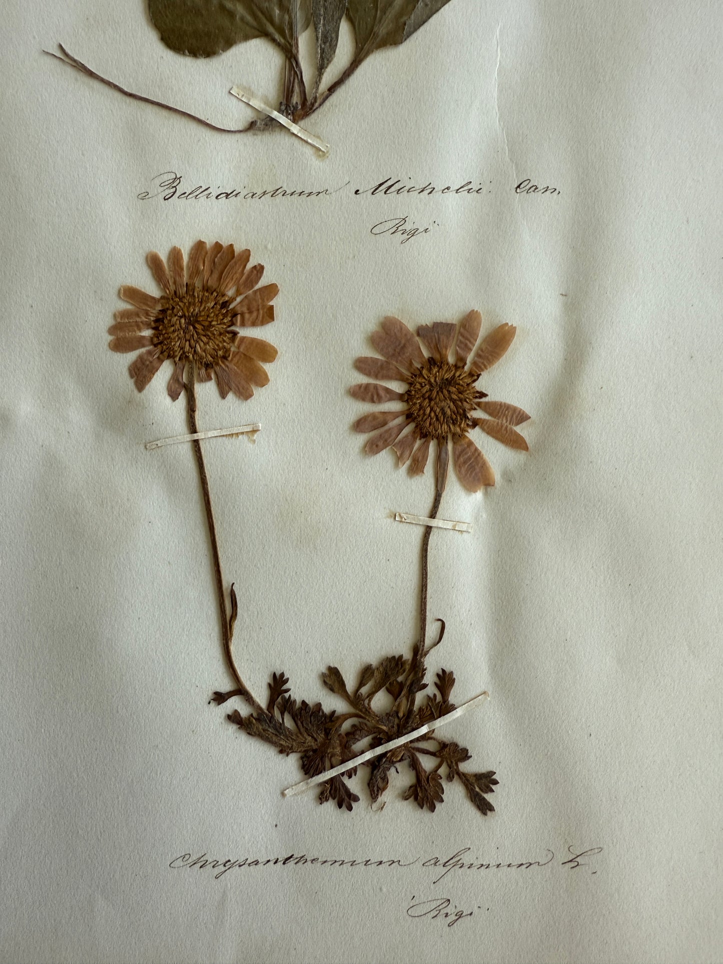 Antique Pressed Flower Herbarium Page - Swiss Botanical Specimen (1863) (E)