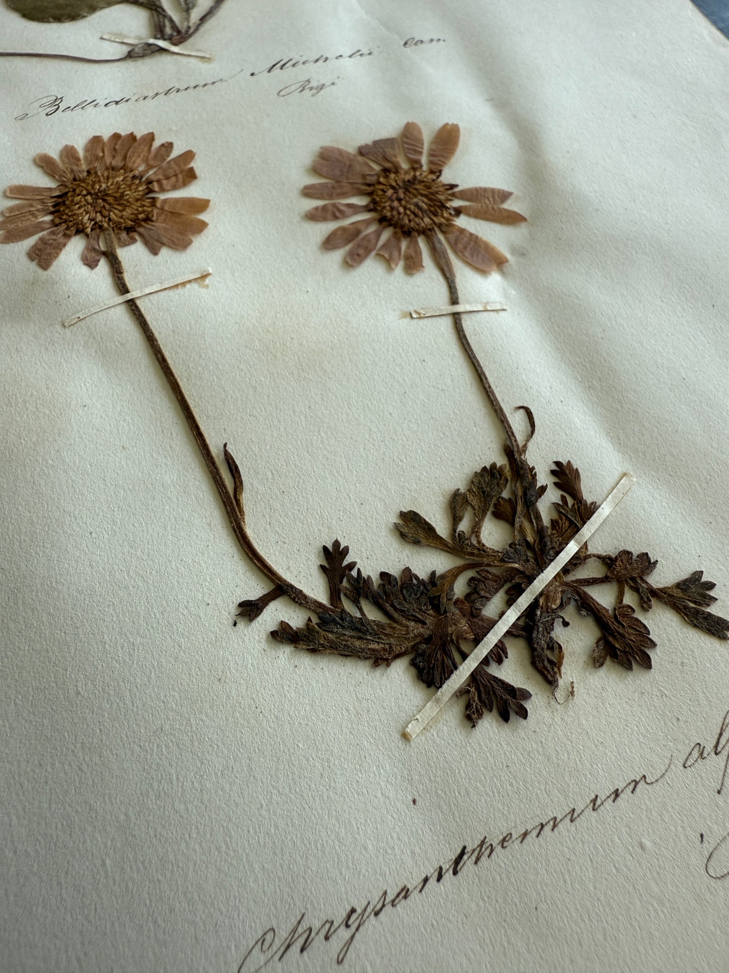 Antique Pressed Flower Herbarium Page - Swiss Botanical Specimen (1863) (E)