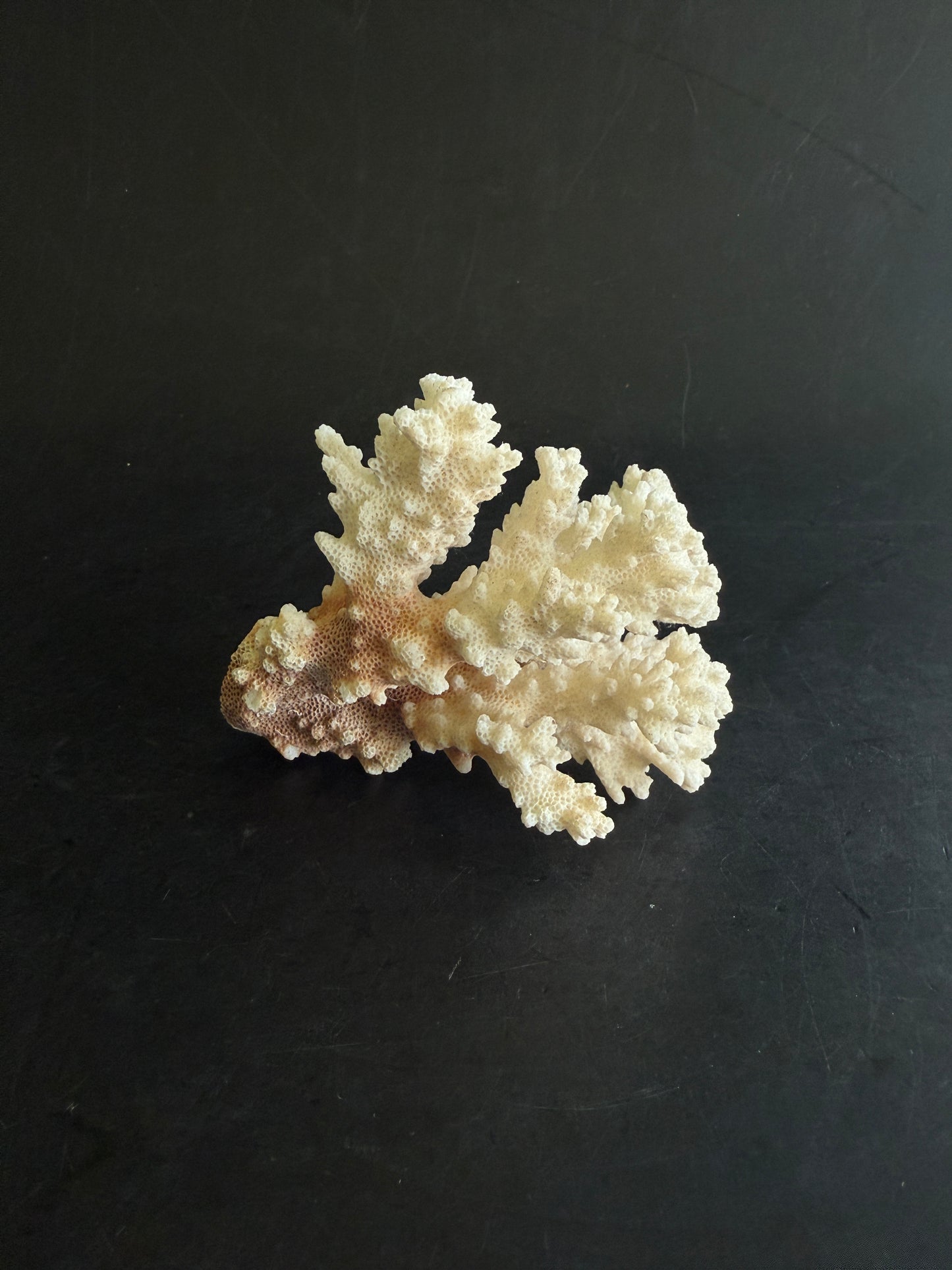 Natural Coral Cluster – Small