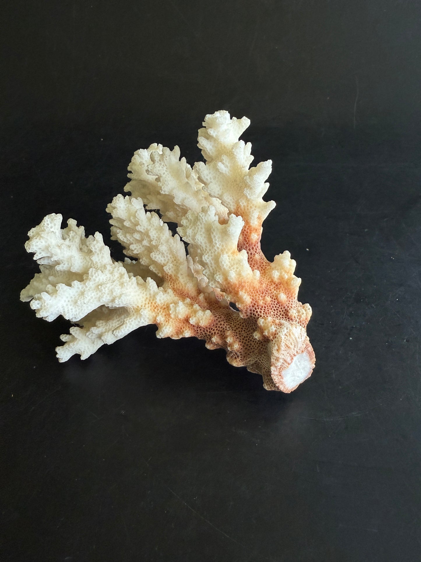 Natural Coral Cluster – Small