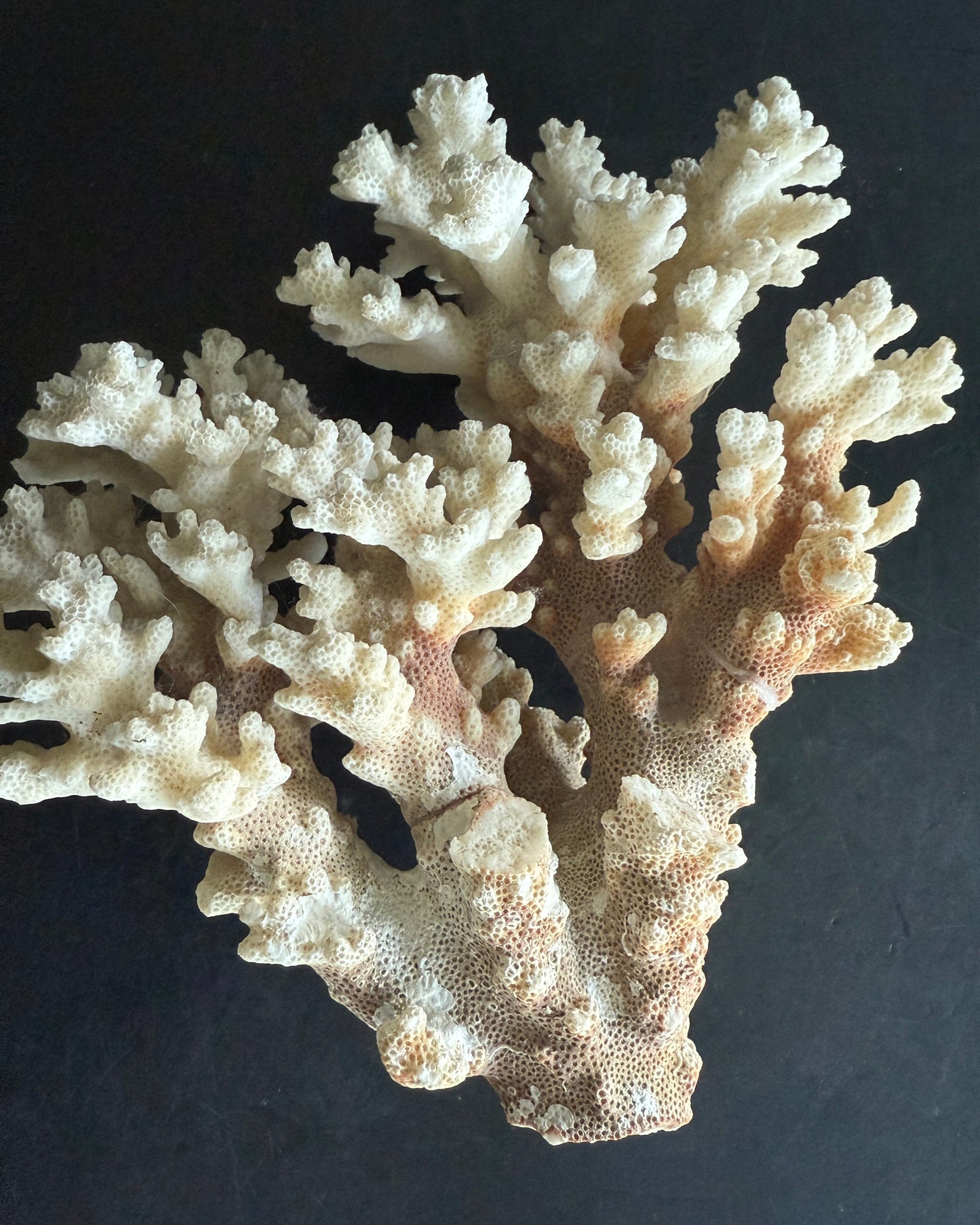 Natural Coral Cluster – Small