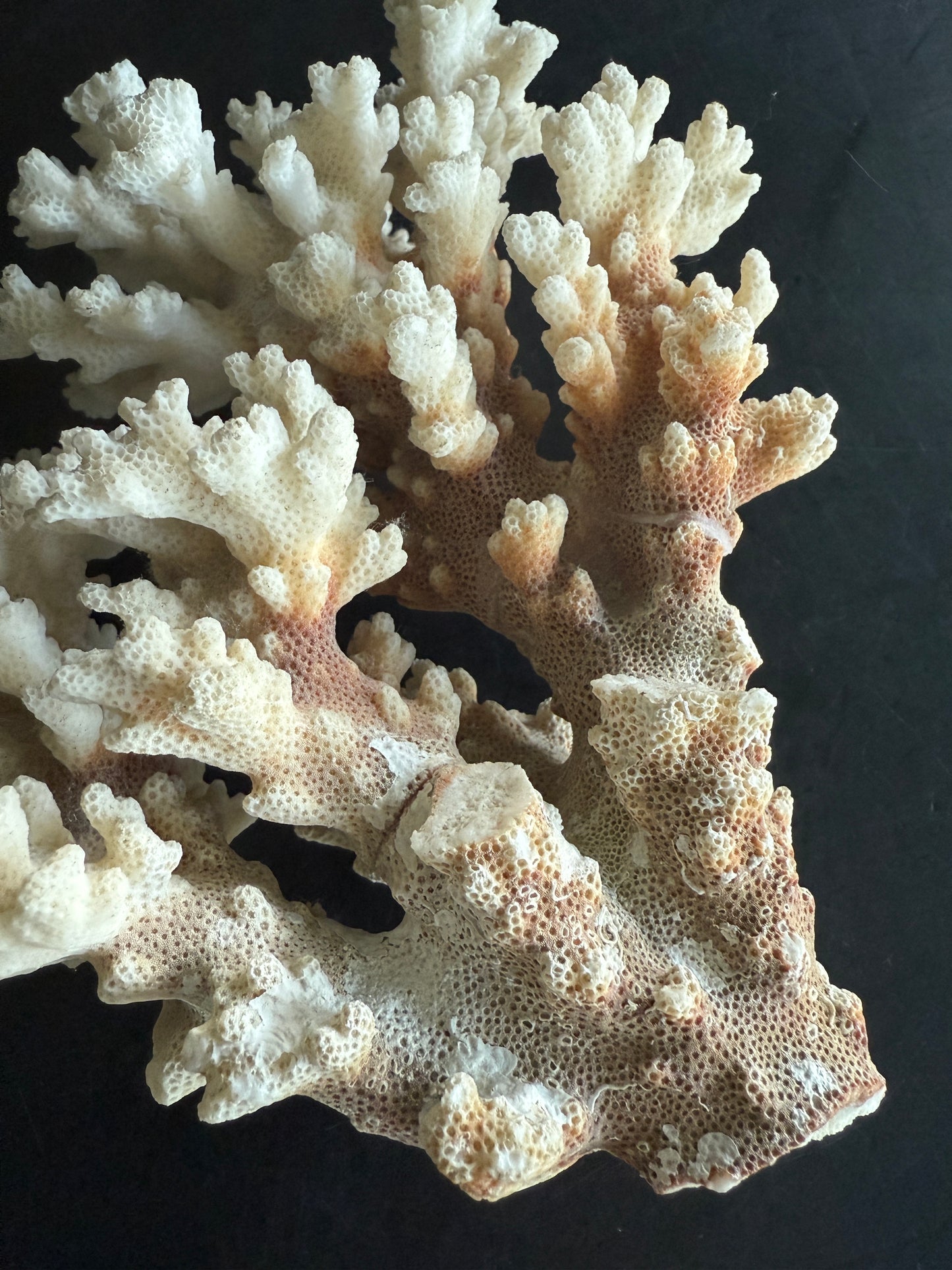 Natural Coral Cluster – Small