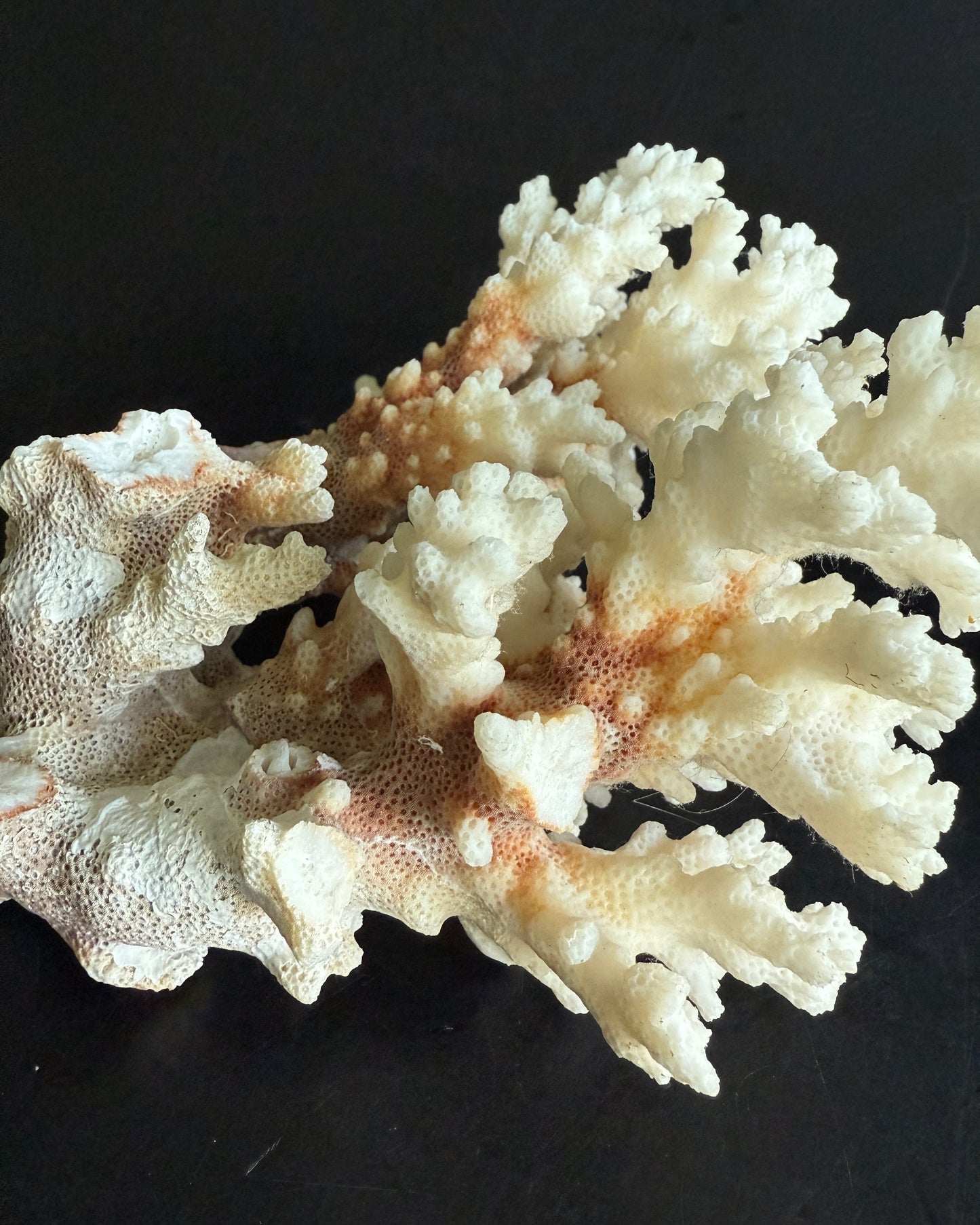 Natural Coral Cluster – Small