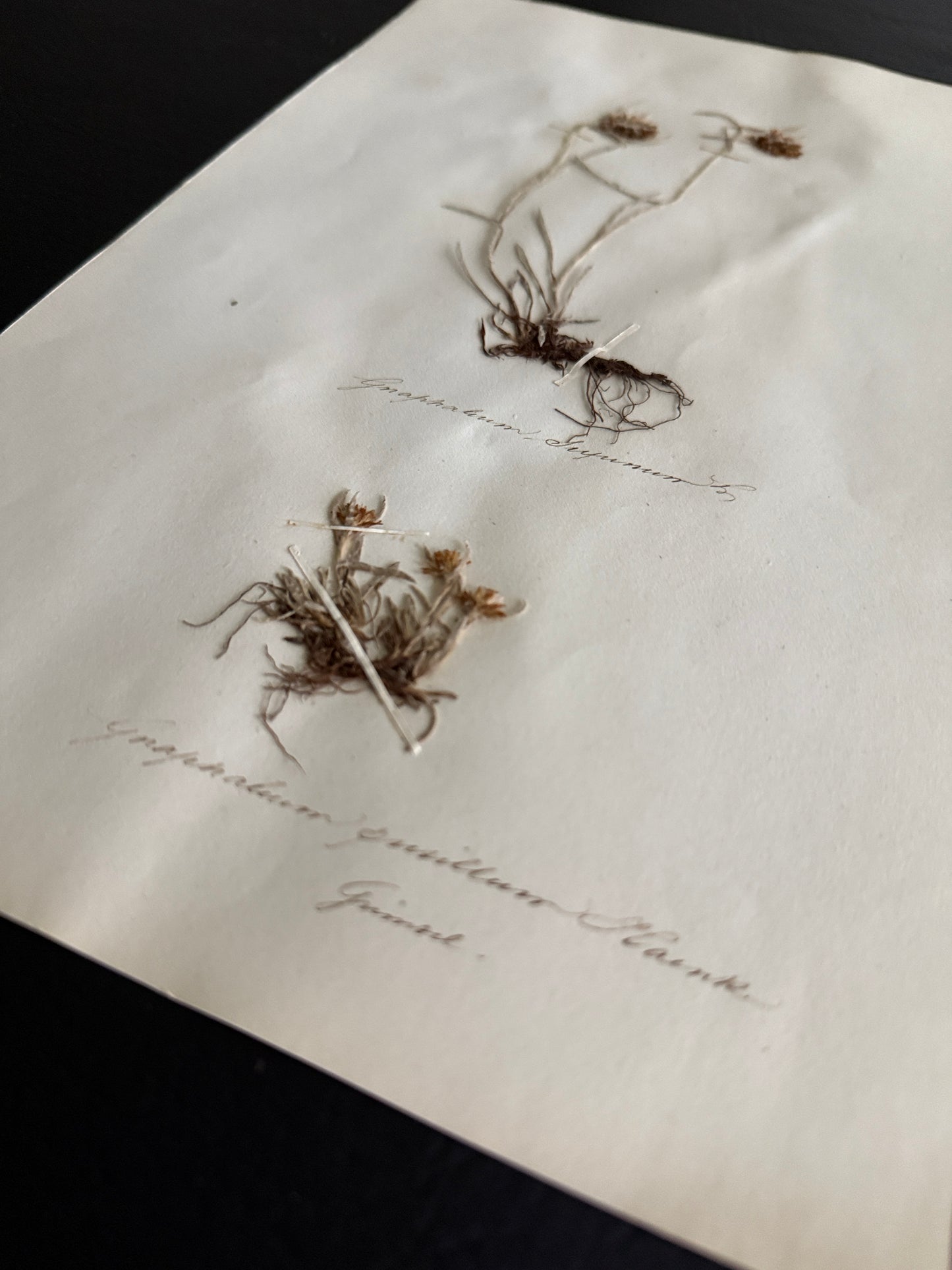 Pressed Botanical Gnaphalium Specimens on Original Herbarium Sheet (C)