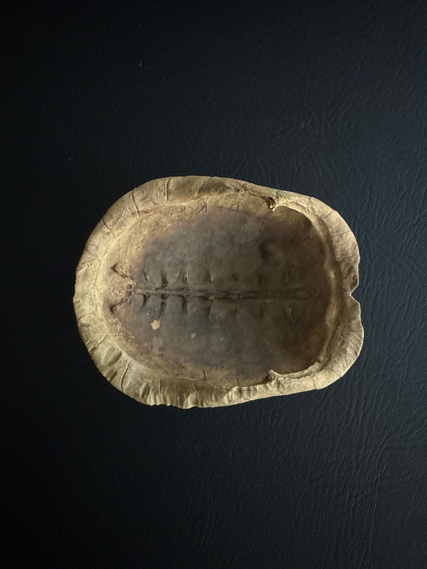 Vintage Turtle Shell — Natural History Specimen