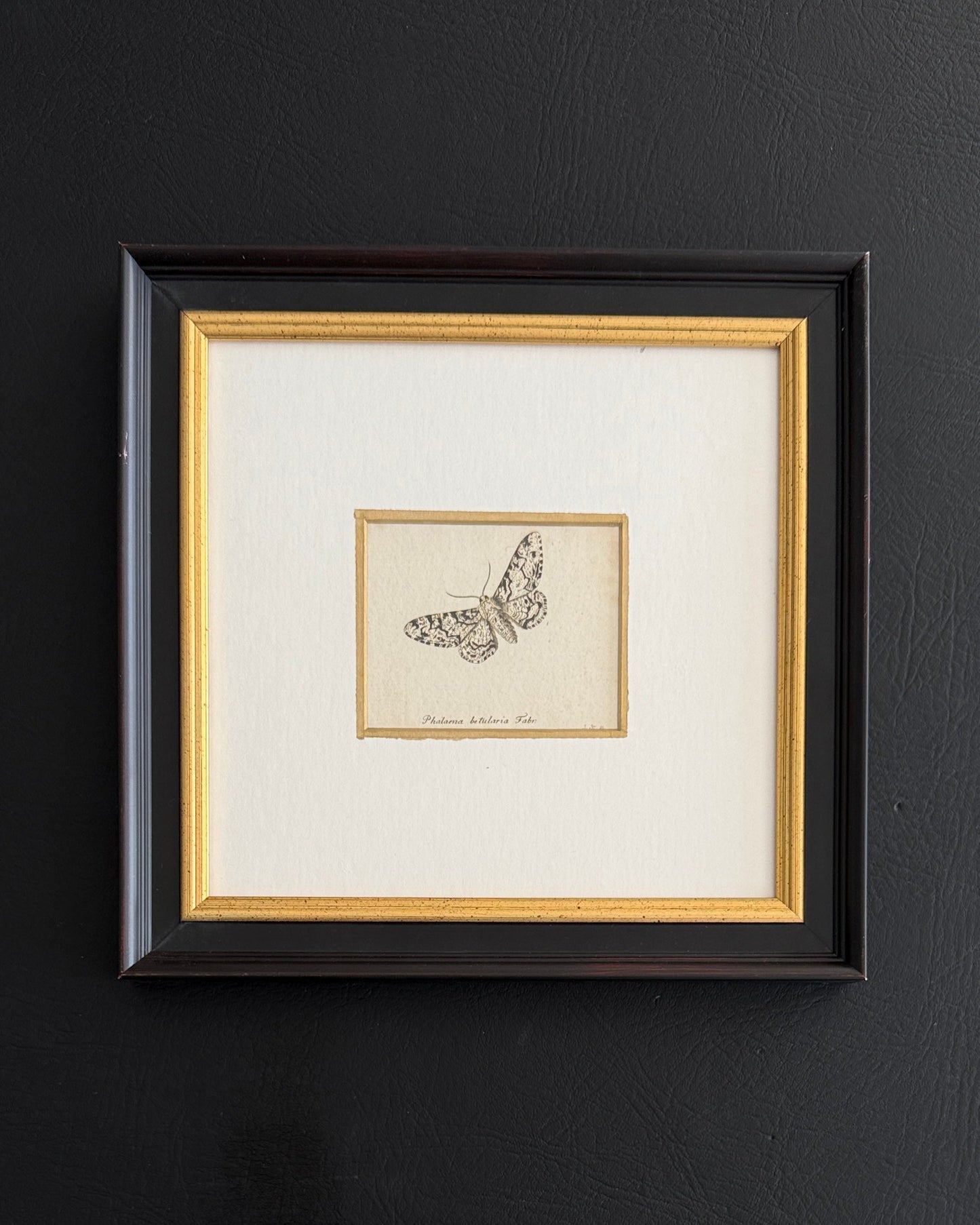 18th-Century Entomological Engraving – Phalaena betularia Germany, 1793