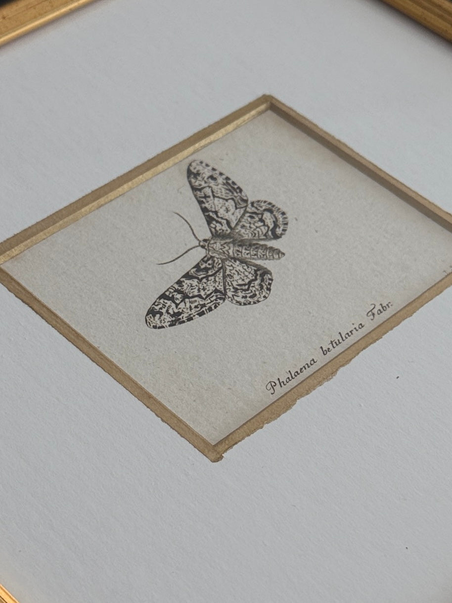 18th-Century Entomological Engraving – Phalaena betularia Germany, 1793