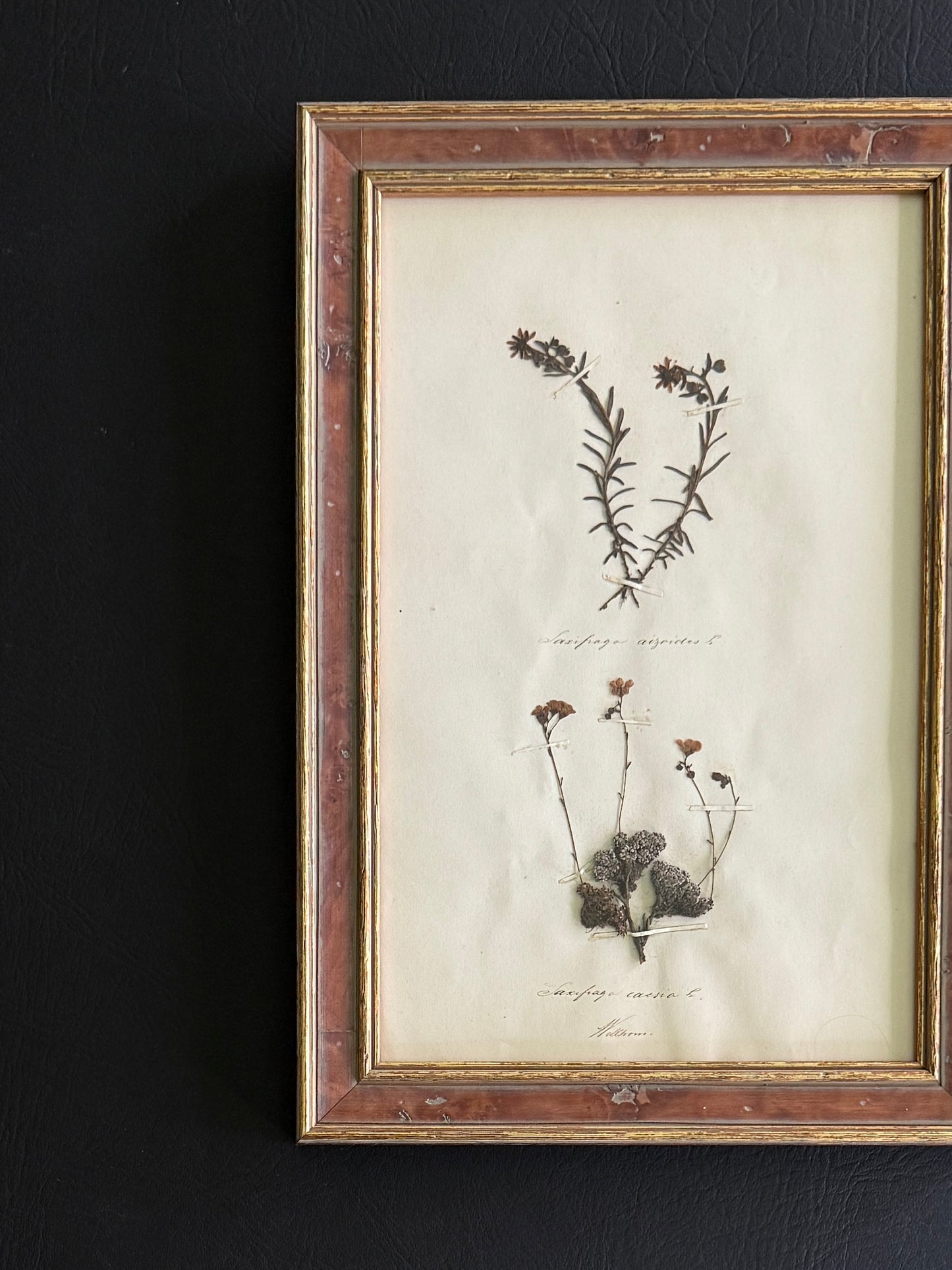 Swiss Pressed Botanical from 1863 in Custom Frame (A)
