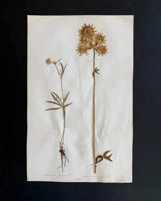 Antique Pressed Flower Herbarium Page - Swiss Botanical Specimen (1863) (A)
