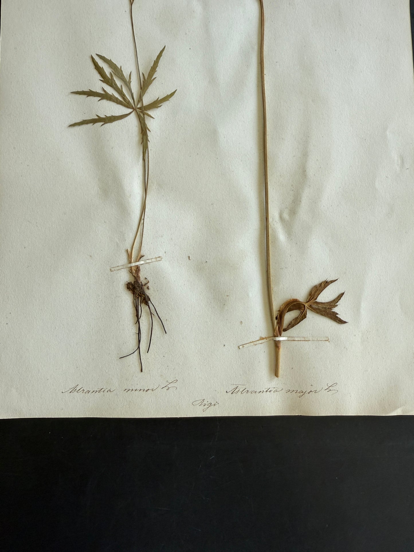 Antique Pressed Flower Herbarium Page - Swiss Botanical Specimen (1863) (A)