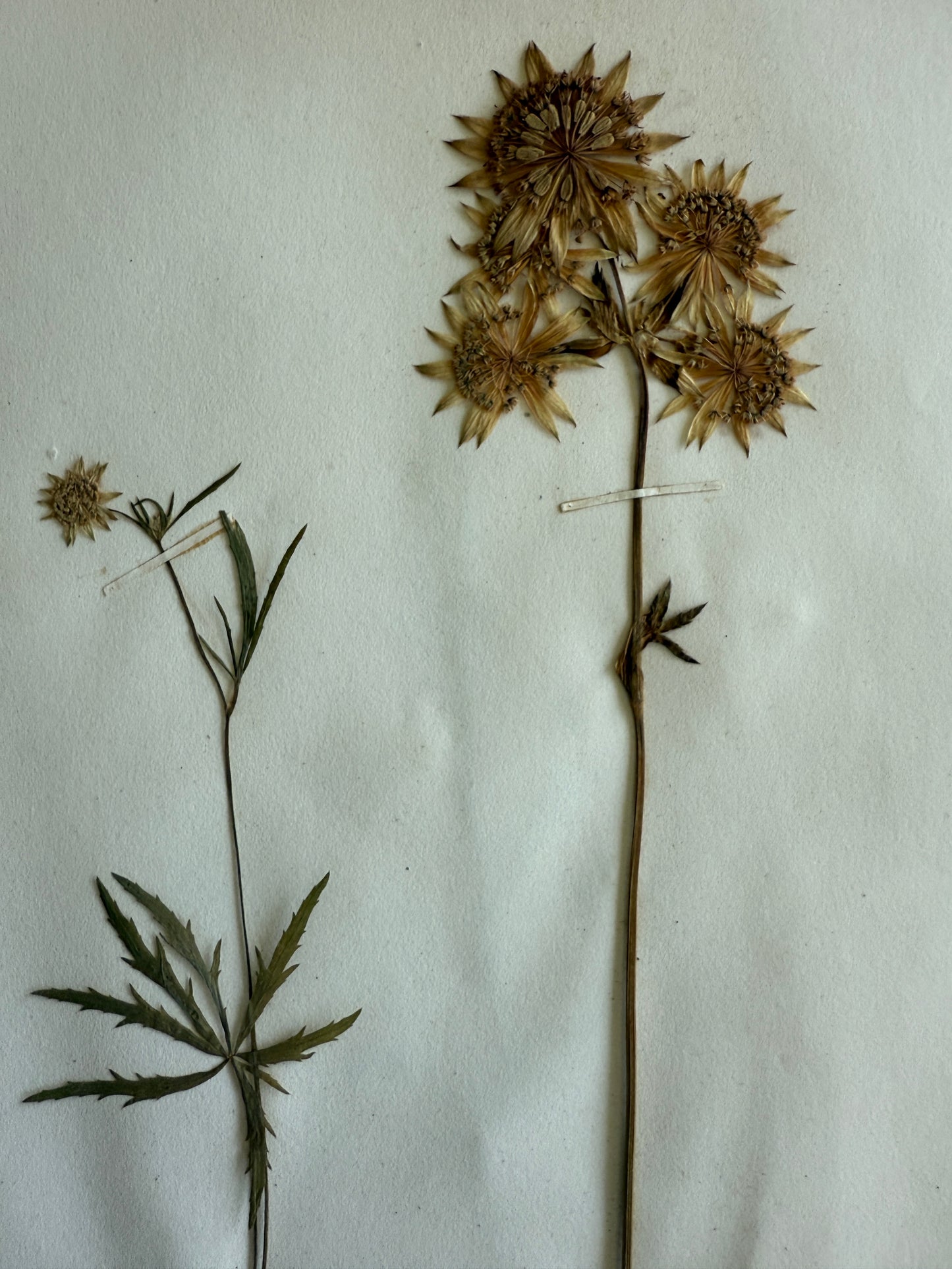 Antique Pressed Flower Herbarium Page - Swiss Botanical Specimen (1863) (A)