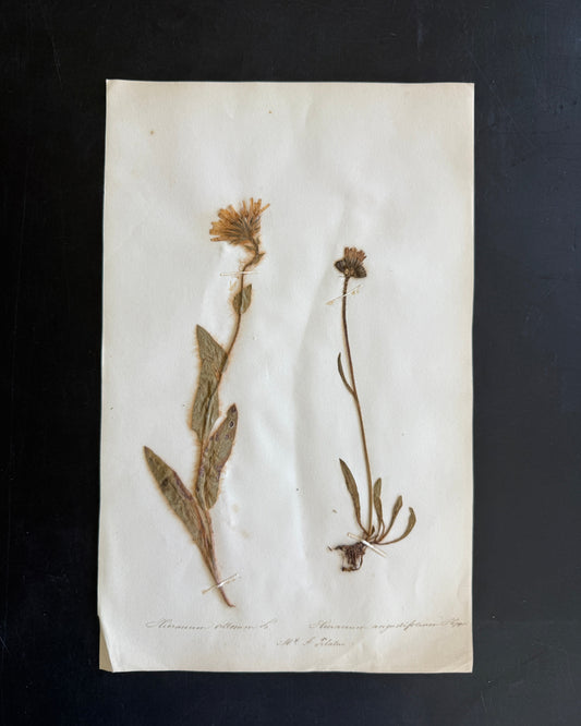 Antique Pressed Flower Herbarium Page - Swiss Botanical Specimen (1863) (C)