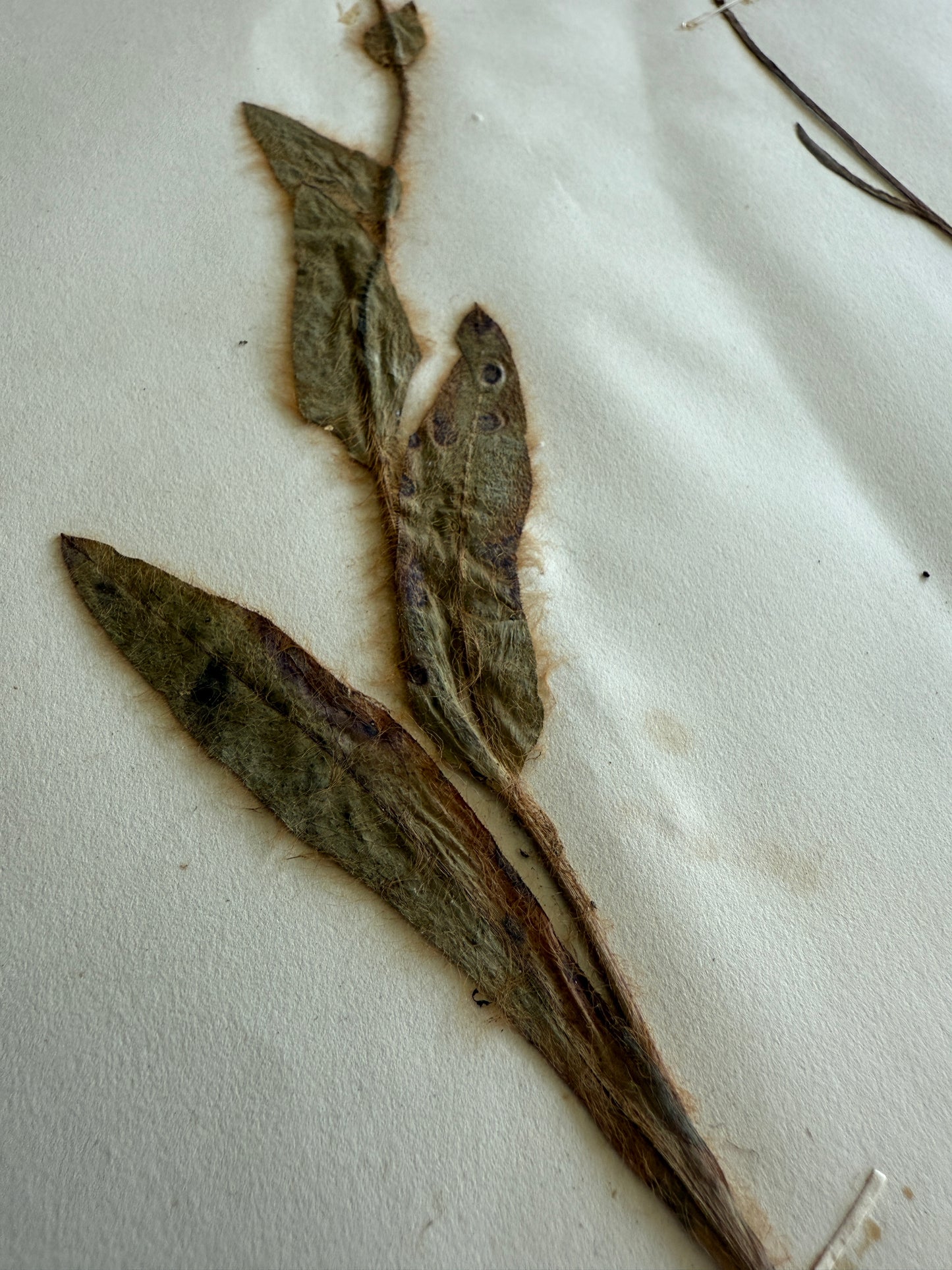 Antique Pressed Flower Herbarium Page - Swiss Botanical Specimen (1863) (C)