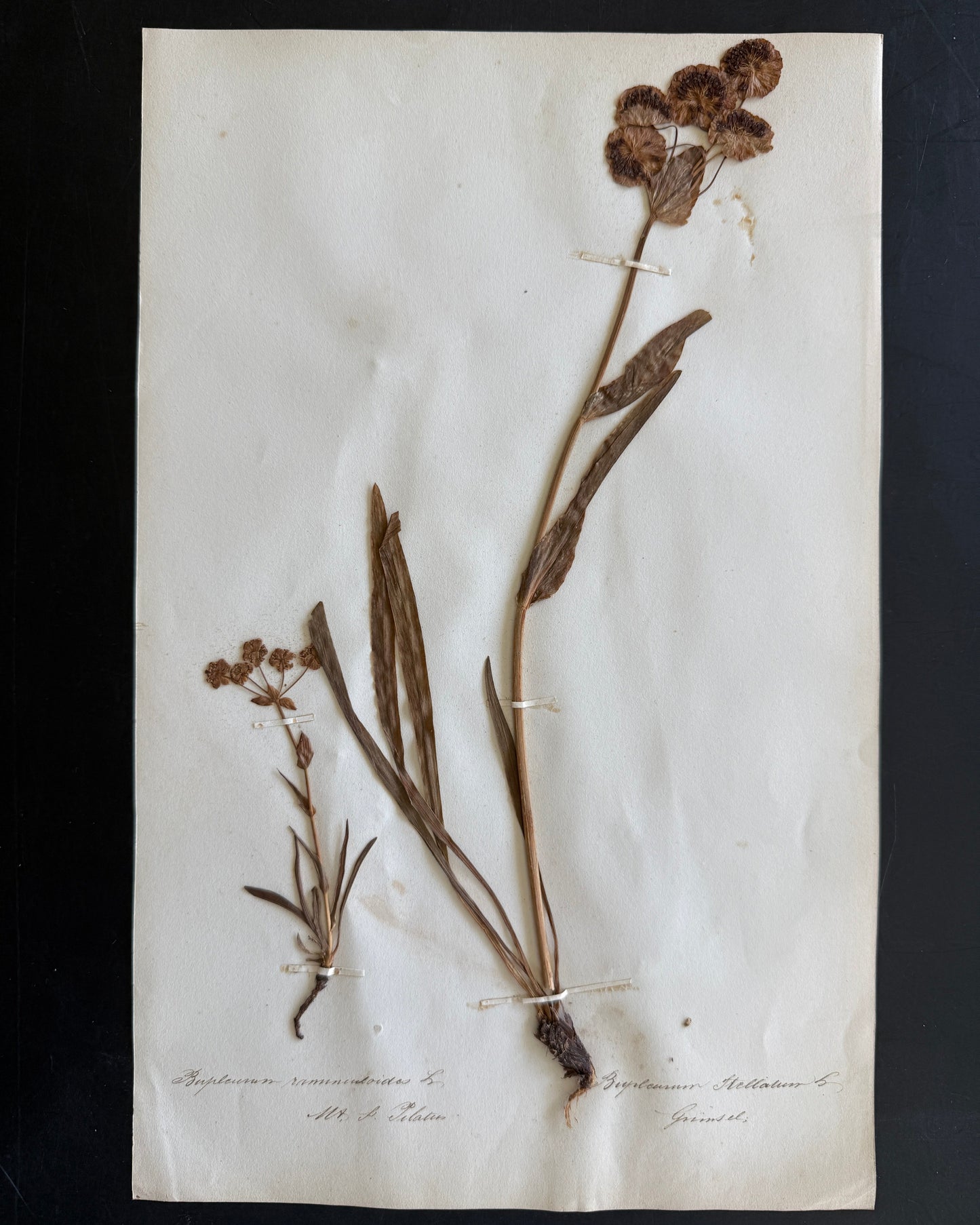 Antique Pressed Flower Herbarium Page - Swiss Botanical Specimen (1863) (B)