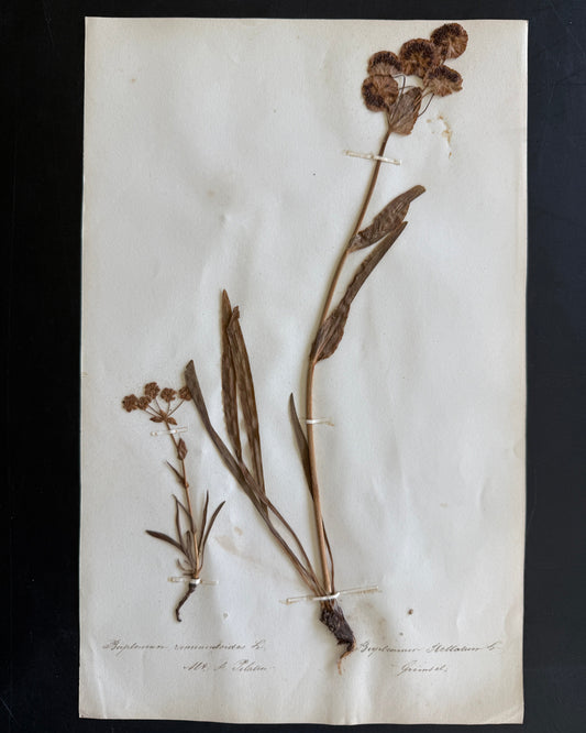 Antique Pressed Flower Herbarium Page - Swiss Botanical Specimen (1863) (B)