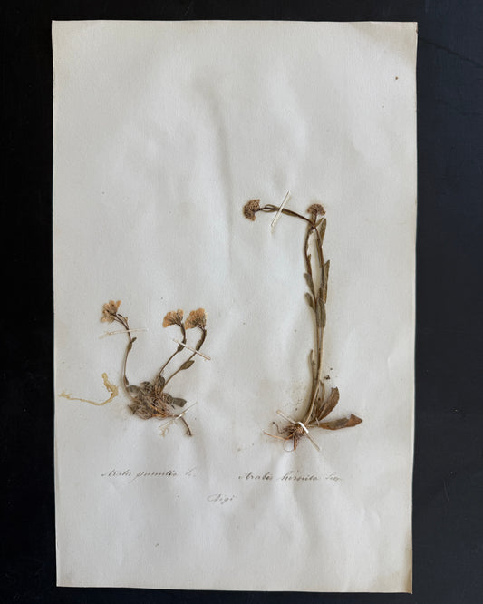 Antique Pressed Flower Herbarium Page - Swiss Botanical Specimen (1863) (F)
