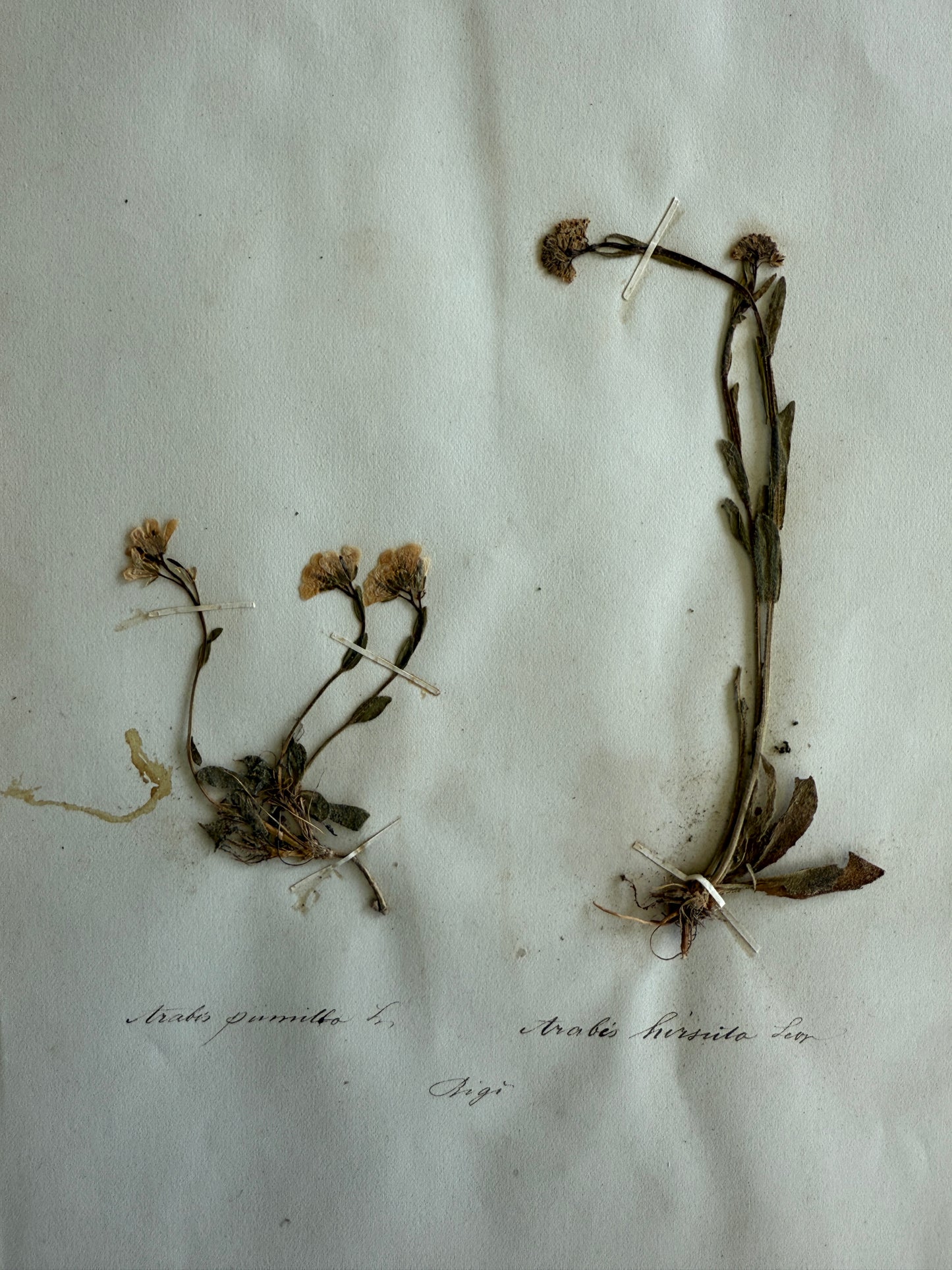 Antique Pressed Flower Herbarium Page - Swiss Botanical Specimen (1863) (F)