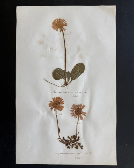 Antique Pressed Flower Herbarium Page - Swiss Botanical Specimen (1863) (E)