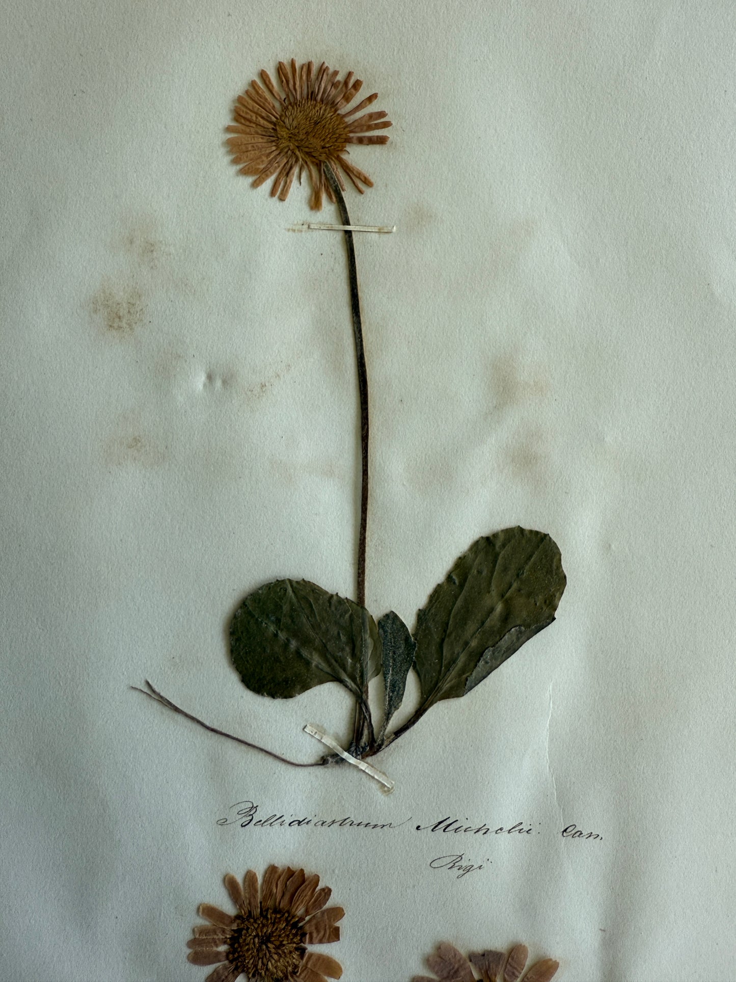 Antique Pressed Flower Herbarium Page - Swiss Botanical Specimen (1863) (E)