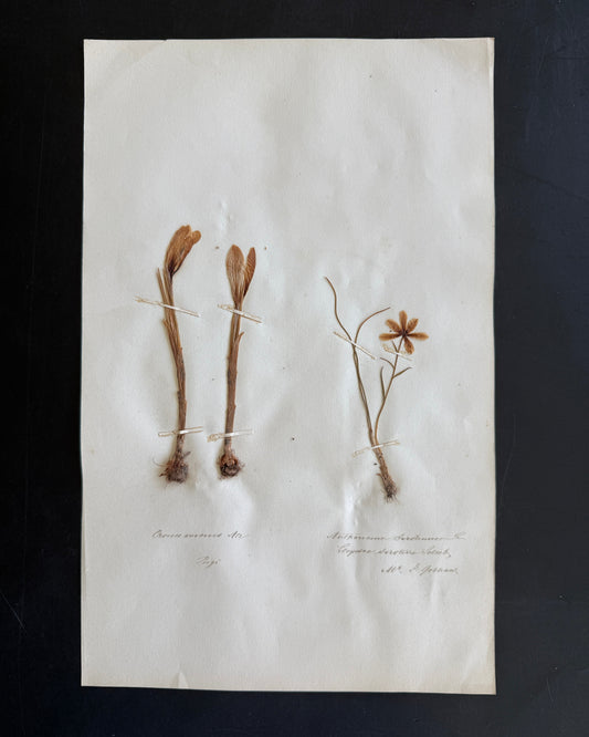 Antique Pressed Flower Herbarium Page - Swiss Botanical Specimen (1863) (D)