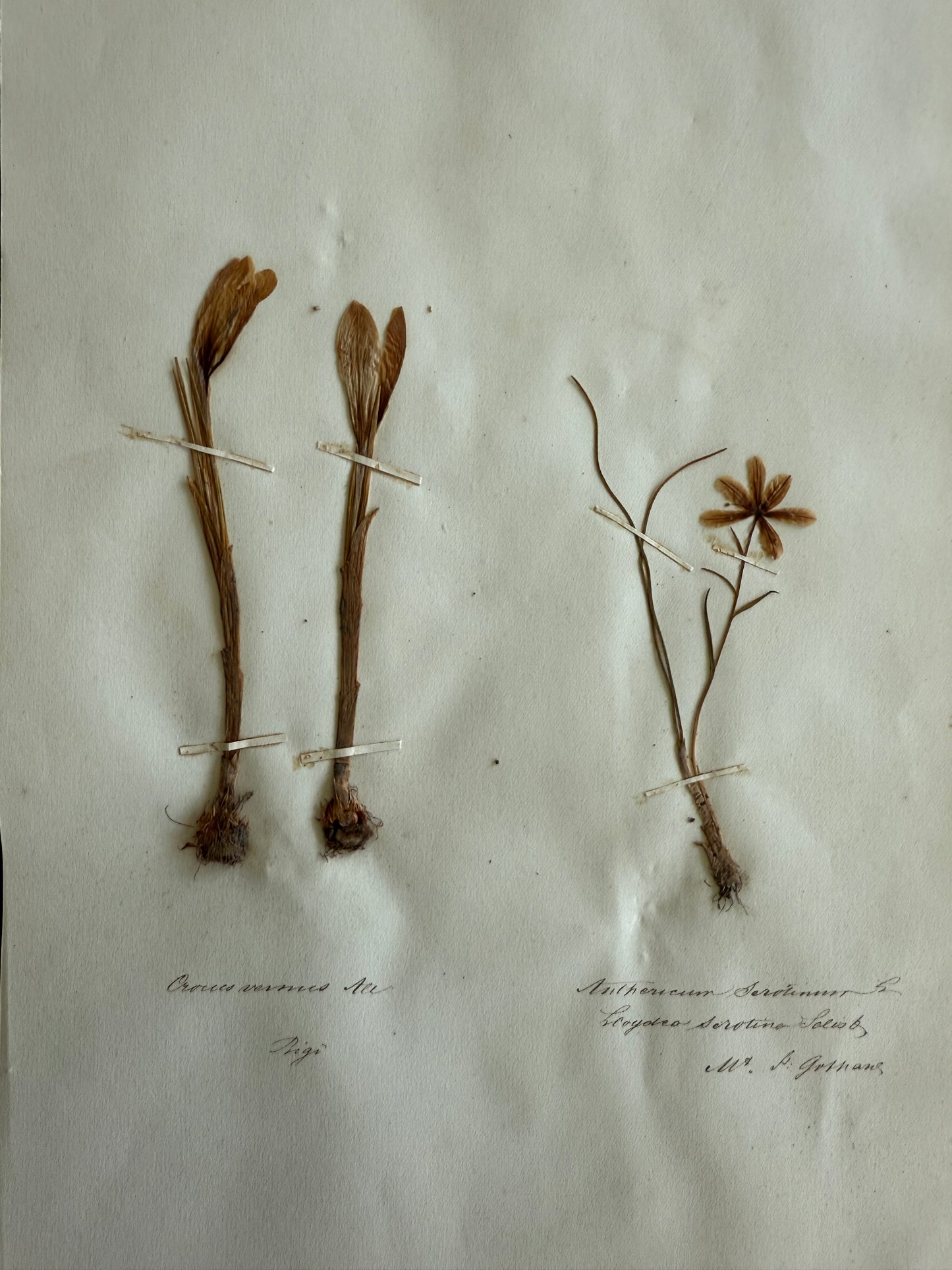 Antique Pressed Flower Herbarium Page - Swiss Botanical Specimen (1863) (D)