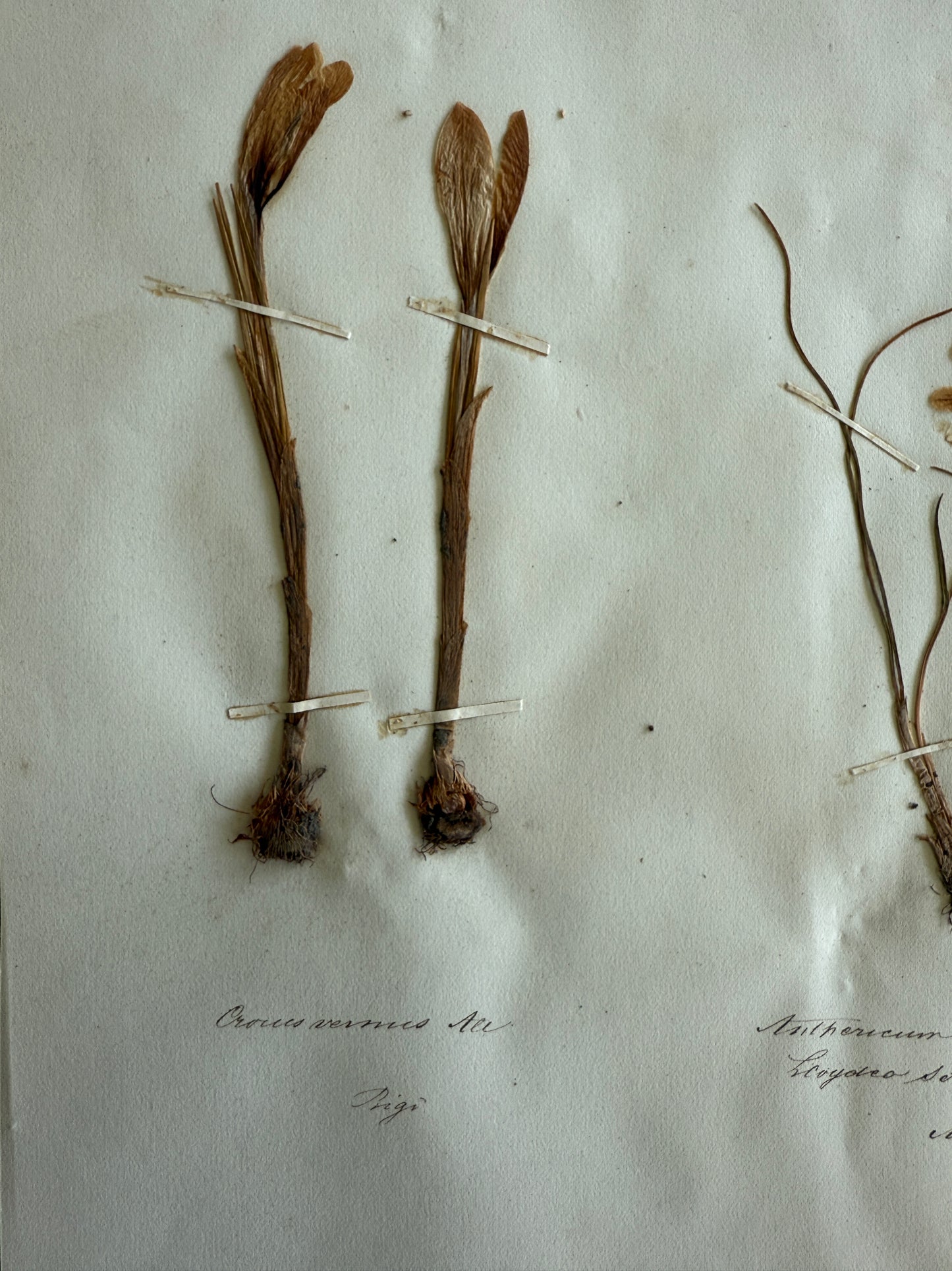 Antique Pressed Flower Herbarium Page - Swiss Botanical Specimen (1863) (D)