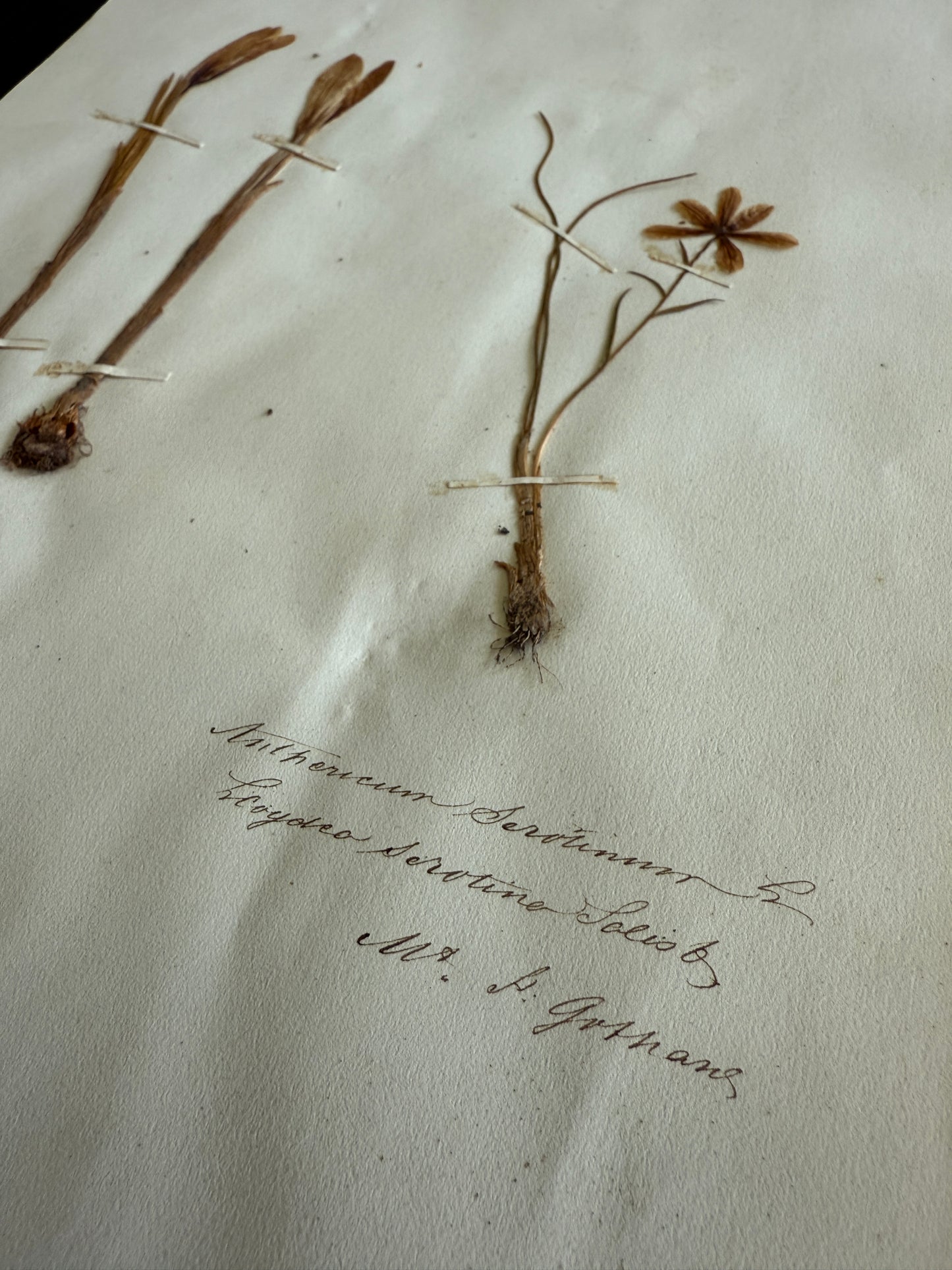 Antique Pressed Flower Herbarium Page - Swiss Botanical Specimen (1863) (D)