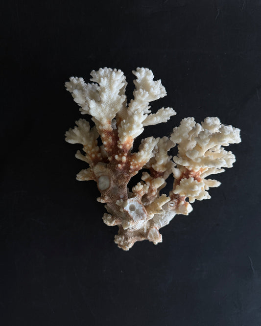 Natural Coral Cluster – Small