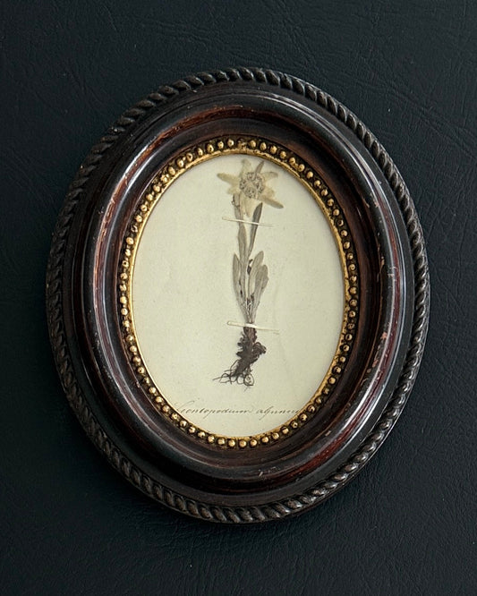 Swiss Pressed Botanical in Brown Oval Frame
