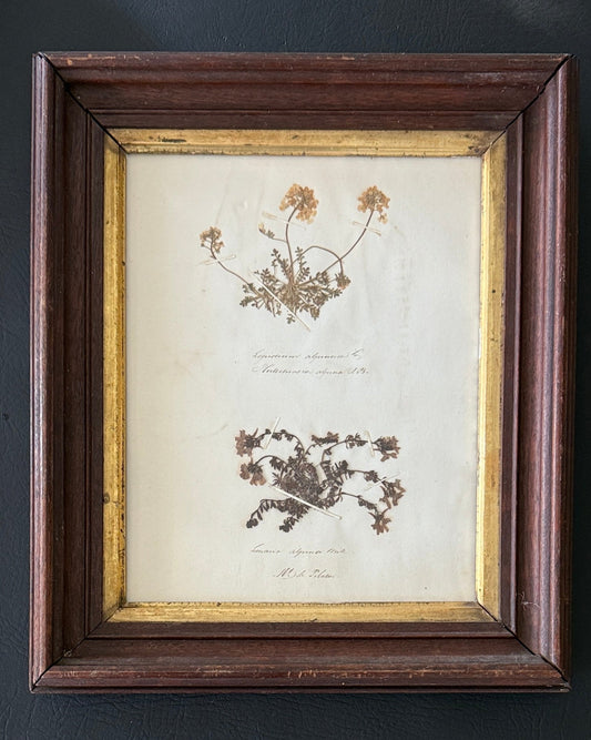 Swiss Pressed Botanicals in Walnut Frame with Gilt Liner