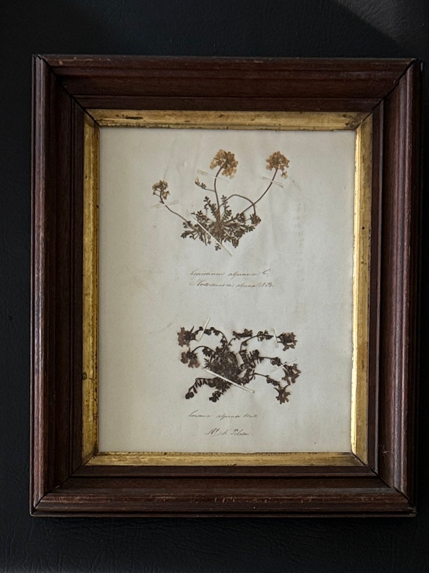 Swiss Pressed Botanicals in Walnut Frame with Gilt Liner