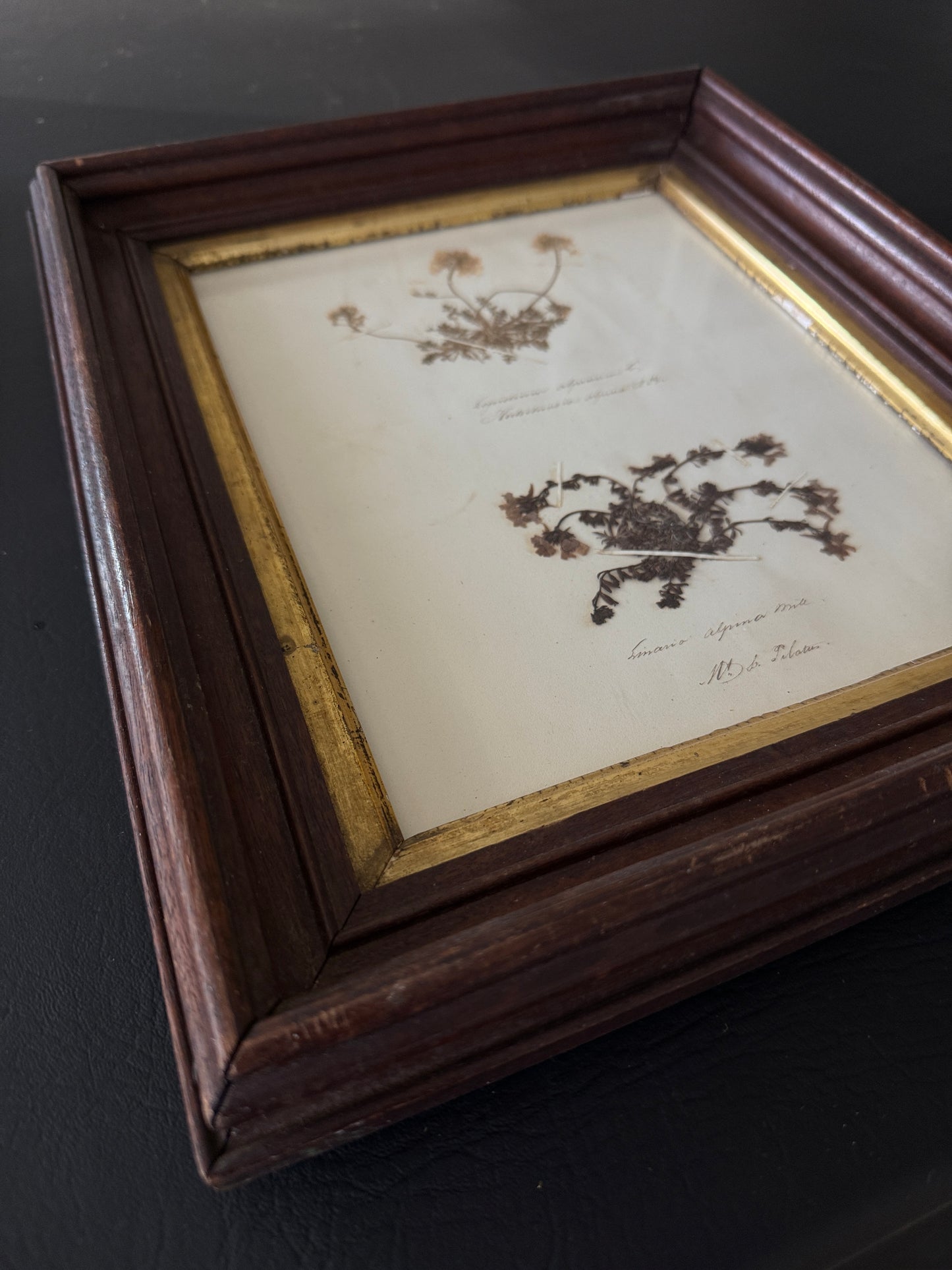 Swiss Pressed Botanicals in Walnut Frame with Gilt Liner