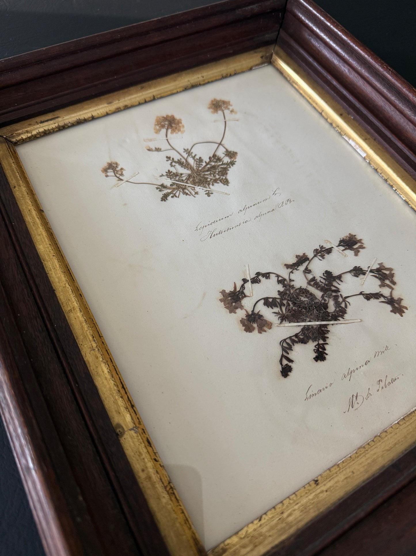 Swiss Pressed Botanicals in Walnut Frame with Gilt Liner