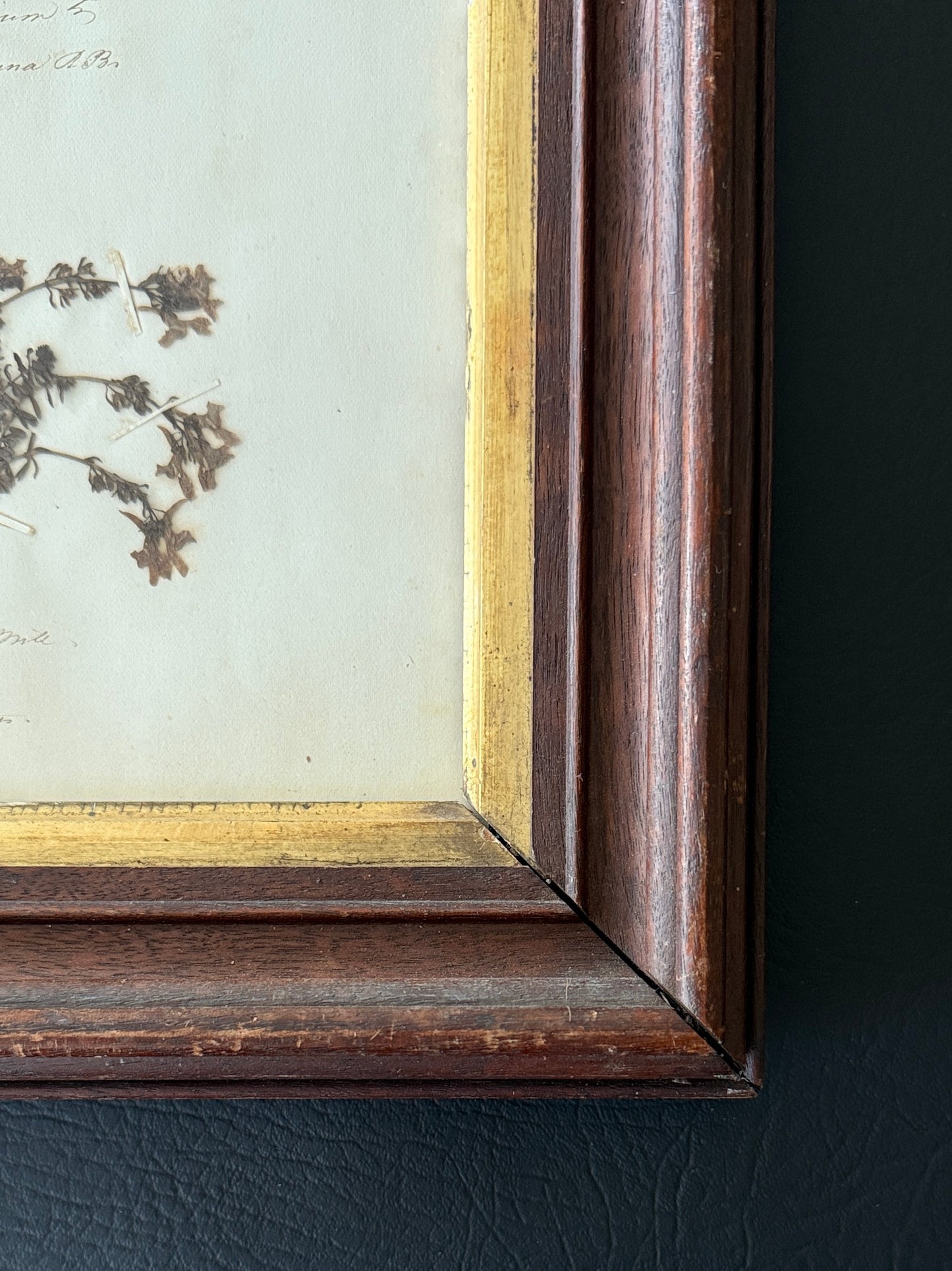 Swiss Pressed Botanicals in Walnut Frame with Gilt Liner