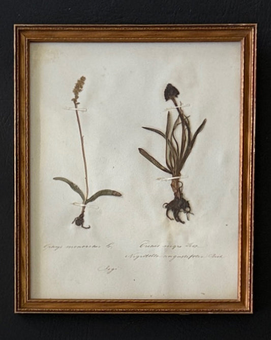 Swiss Pressed Botanicals in Gold Frame